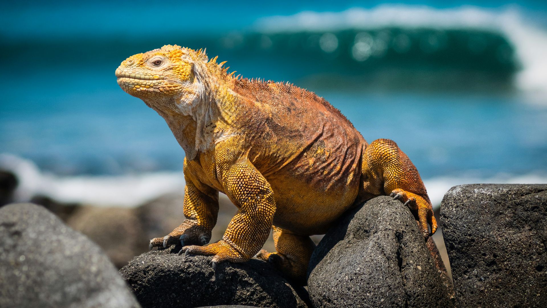 yellow iguana on rocks during daytime