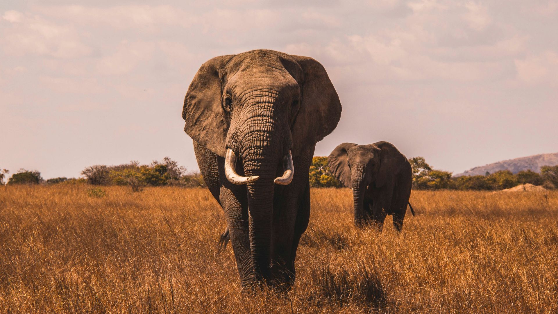 two elephants walking on grass covered ground