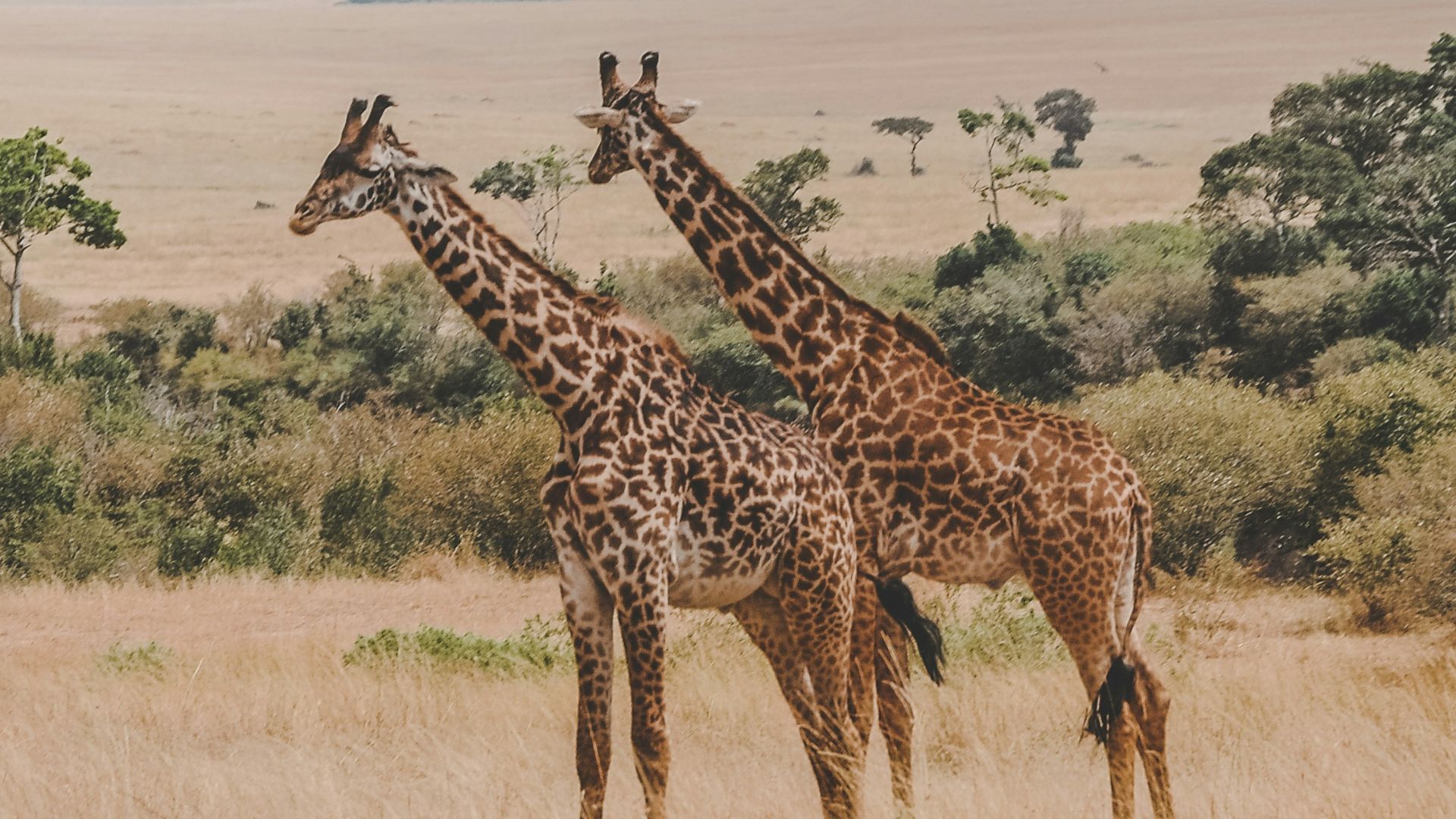 two giraffes standing on brown plants