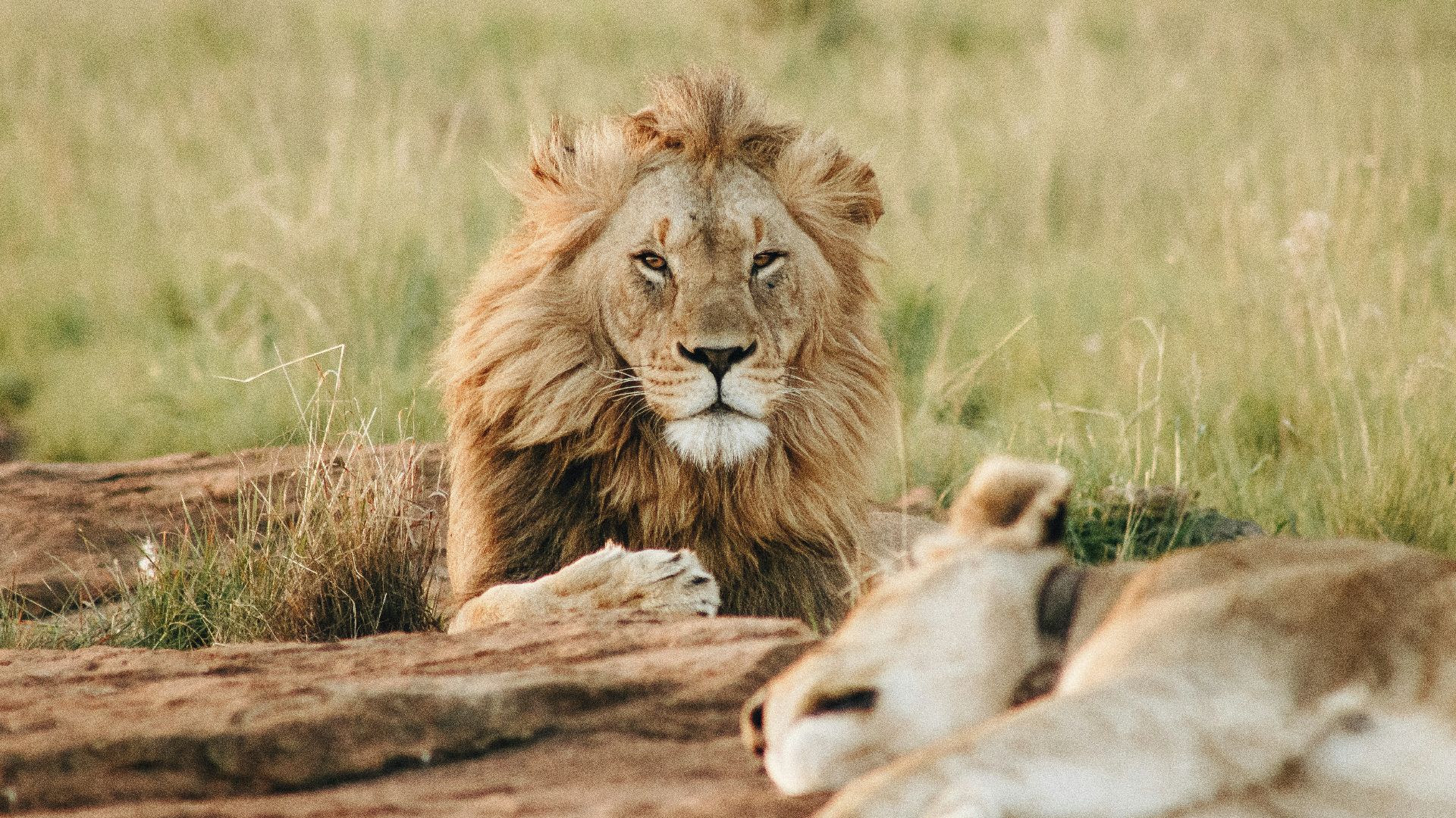 male brown lion lying on grass