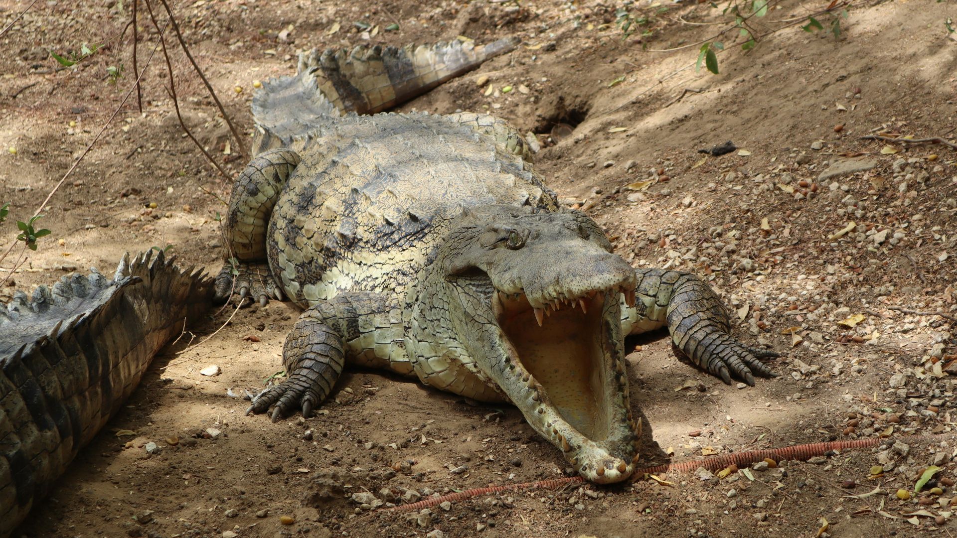 an alligator laying on the ground with its mouth open