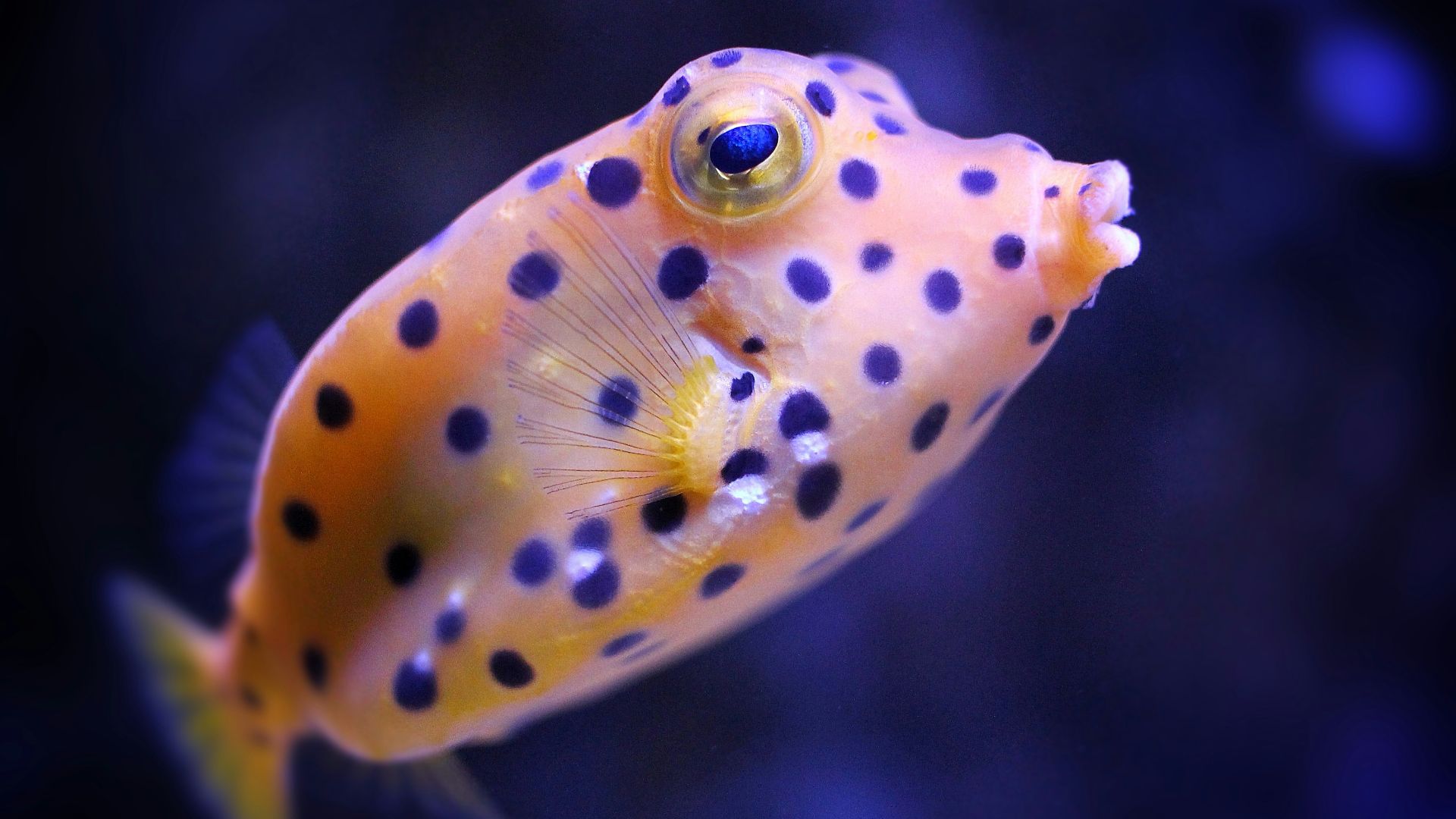 a yellow and black spotted fish in an aquarium