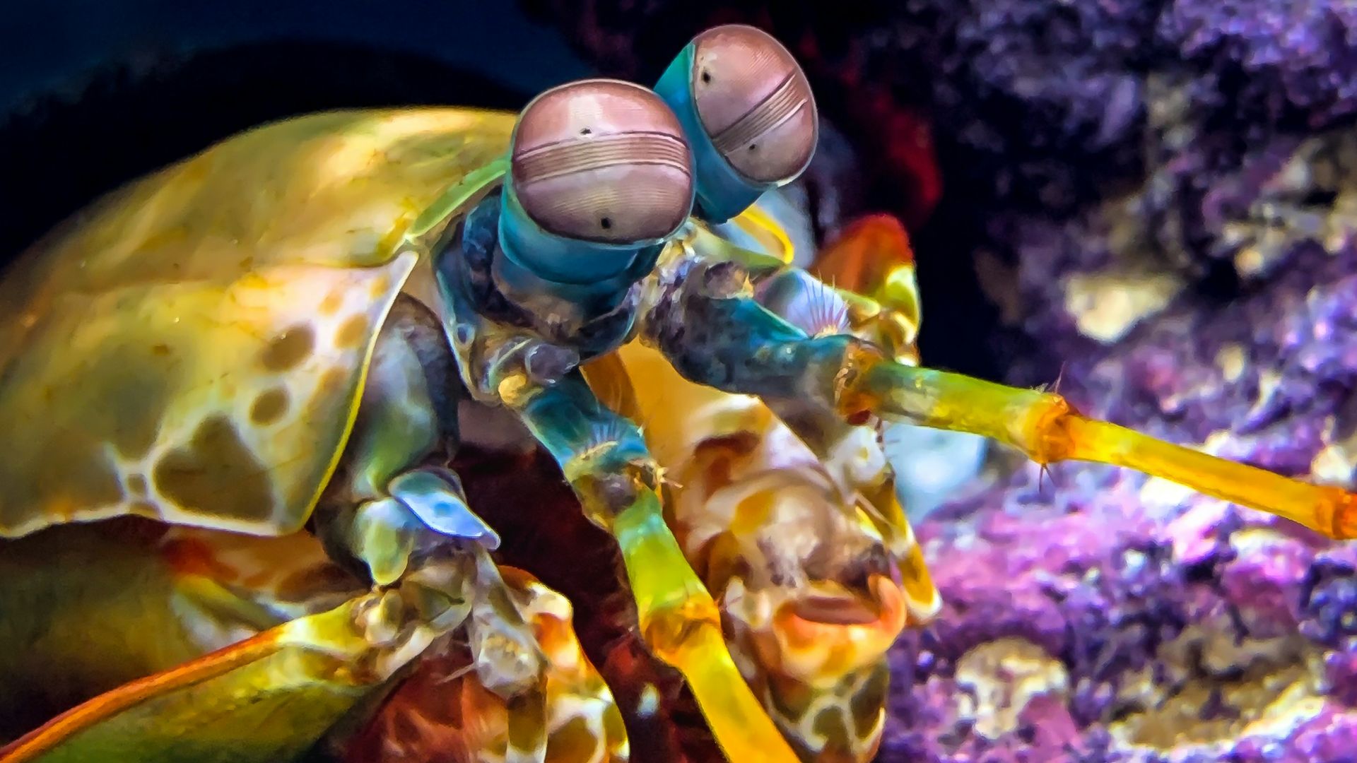 a close up of a jellyfish in an aquarium