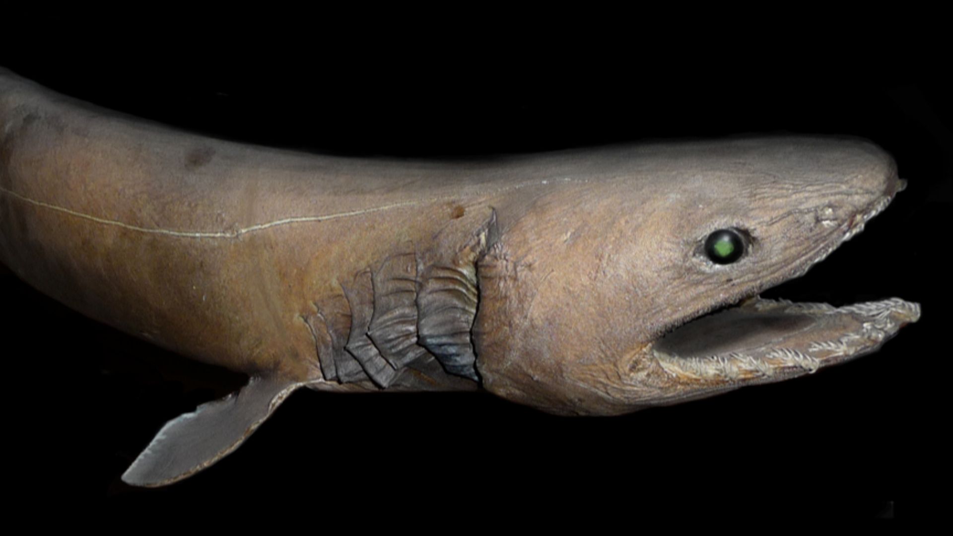 File:Chlamydoselachus anguineus2.jpg