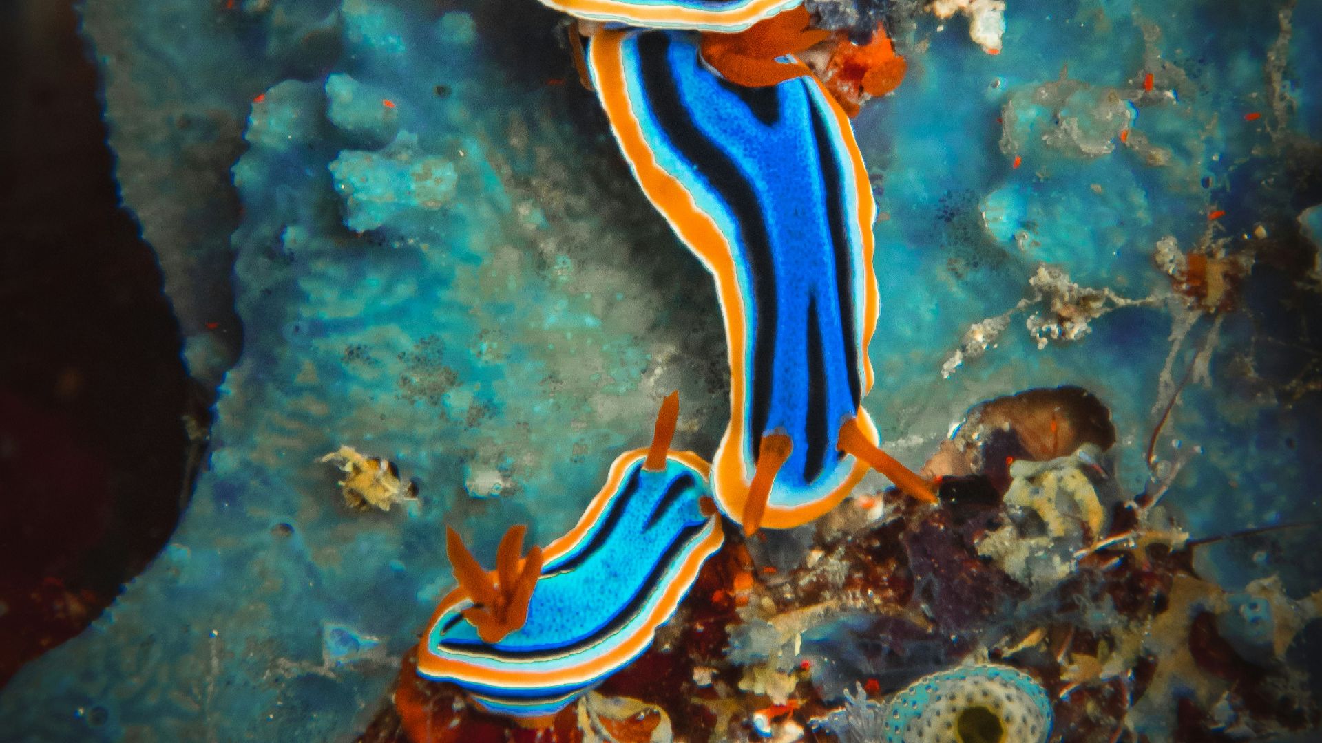 blue and white bird on body of water