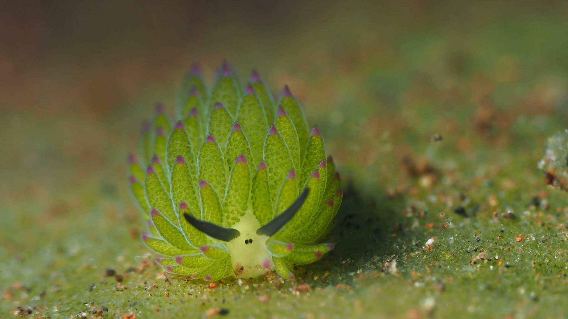a close up of a green leaf with a bug crawling on it