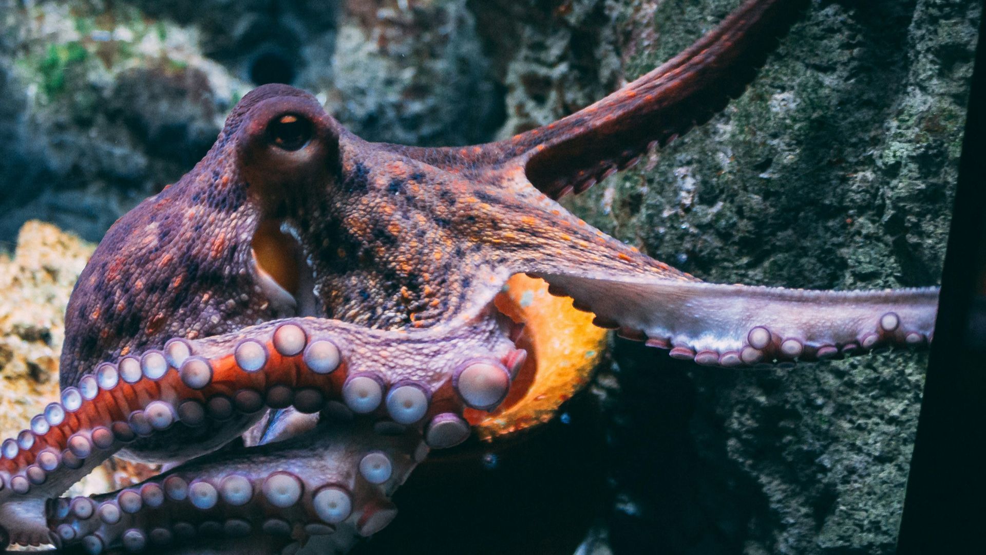 brown and black dragon in water