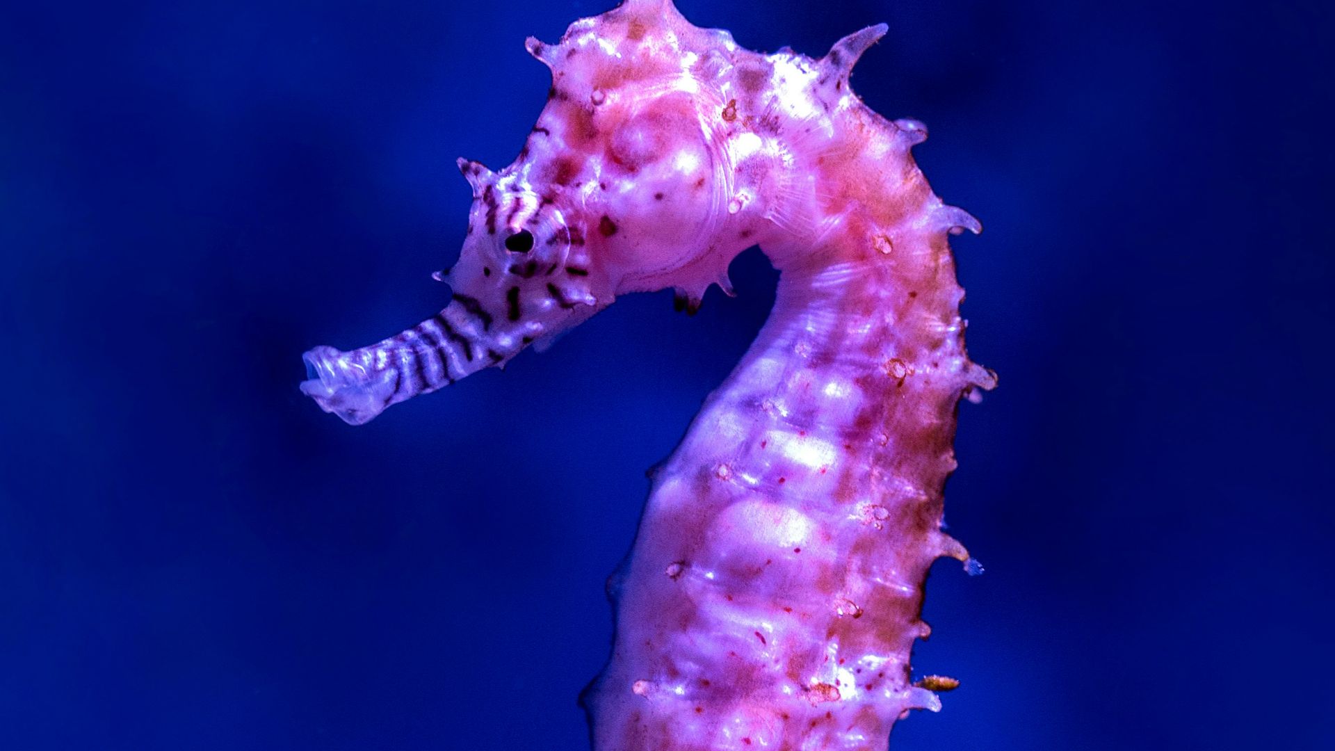 purple seahorse
