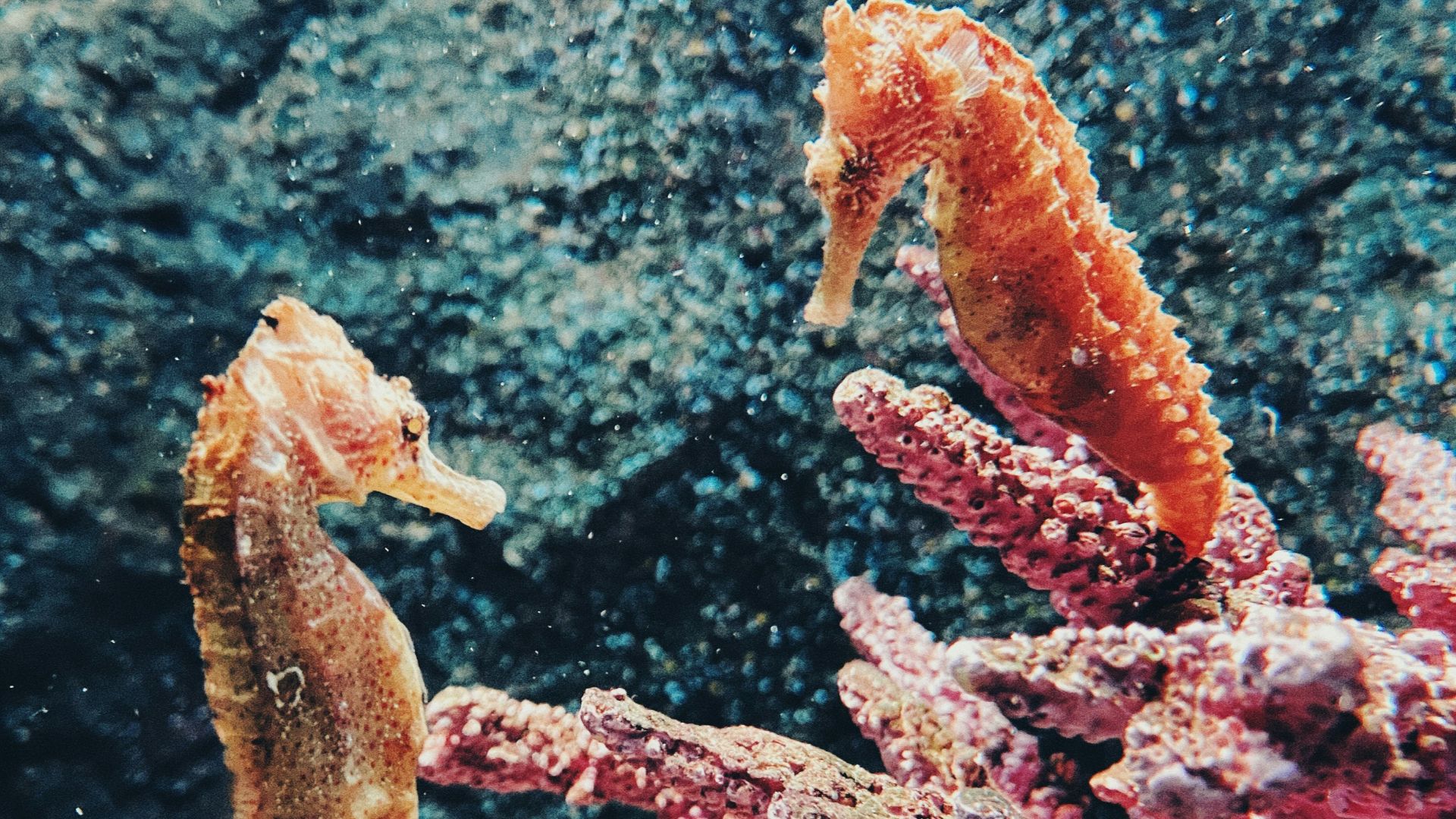 brown and white coral reef