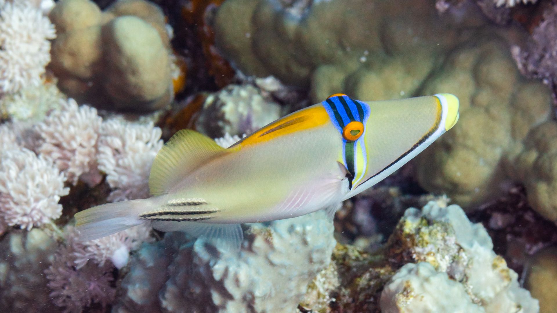 File:Pez ballesta picasso arábigo (Rhinecanthus assasi), mar Rojo, Egipto, 2023-04-14, DD 71.jpg