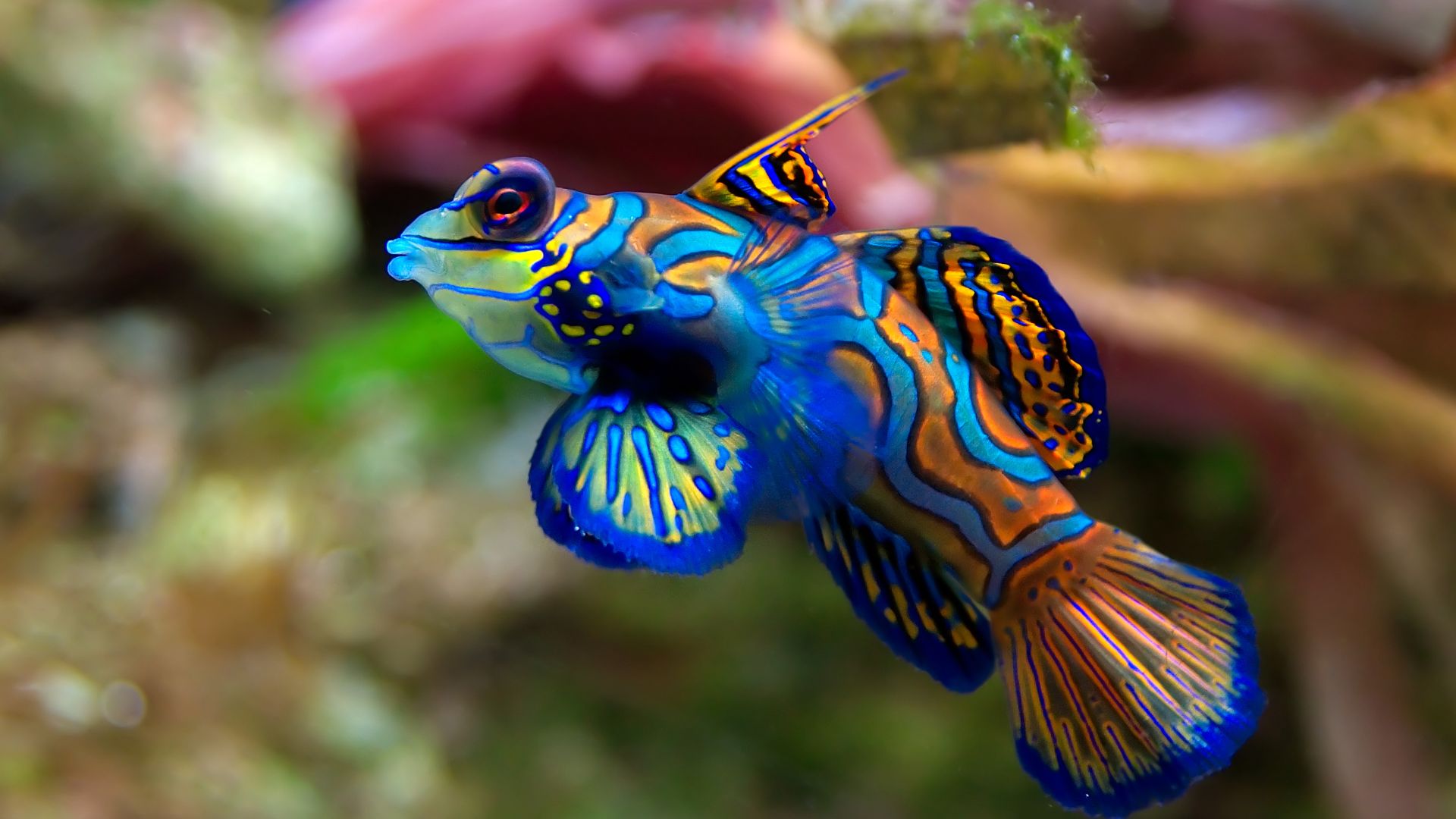 File:Synchiropus splendidus 2 Luc Viatour.jpg