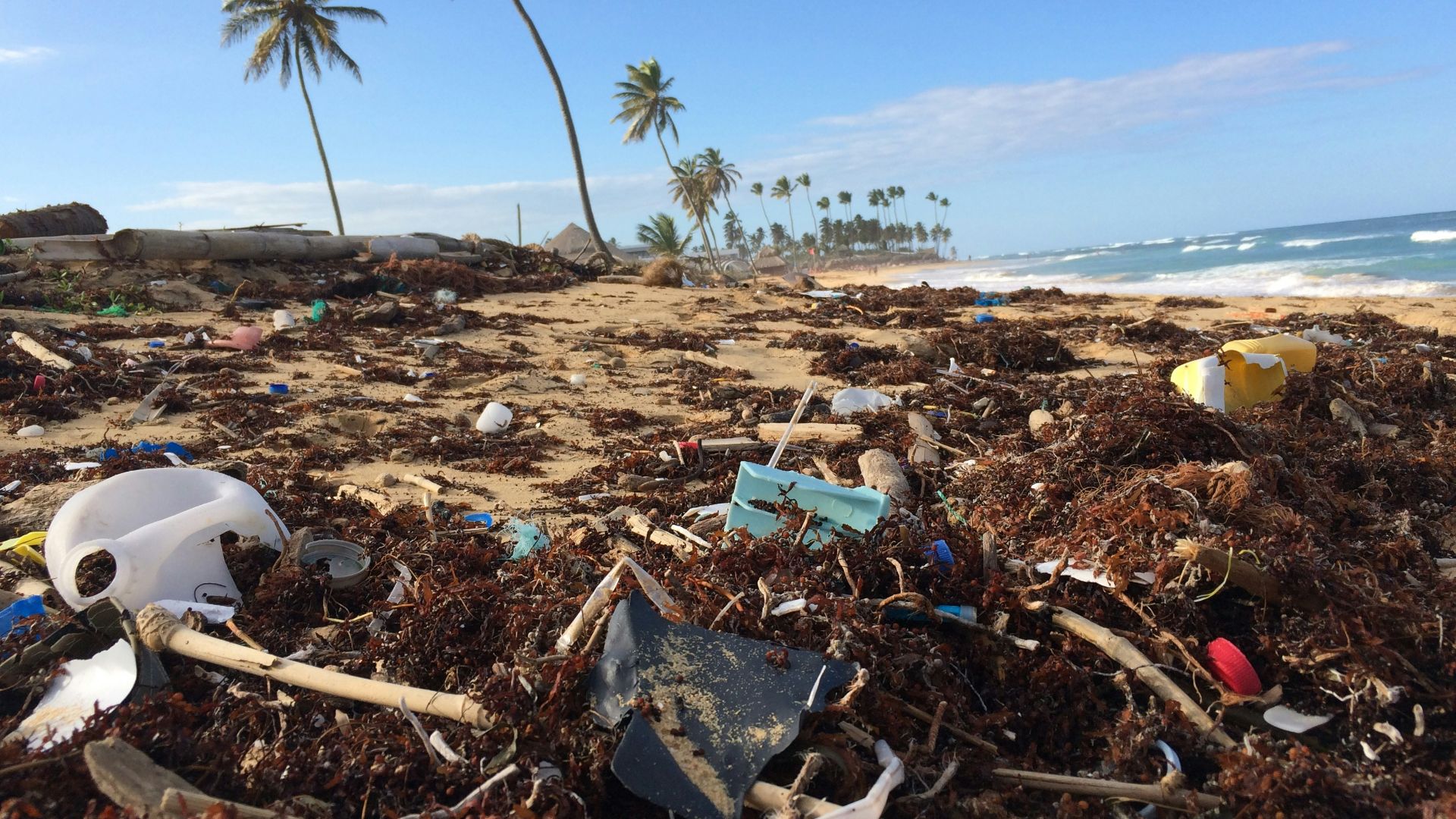 photo of coconut tree near seashore