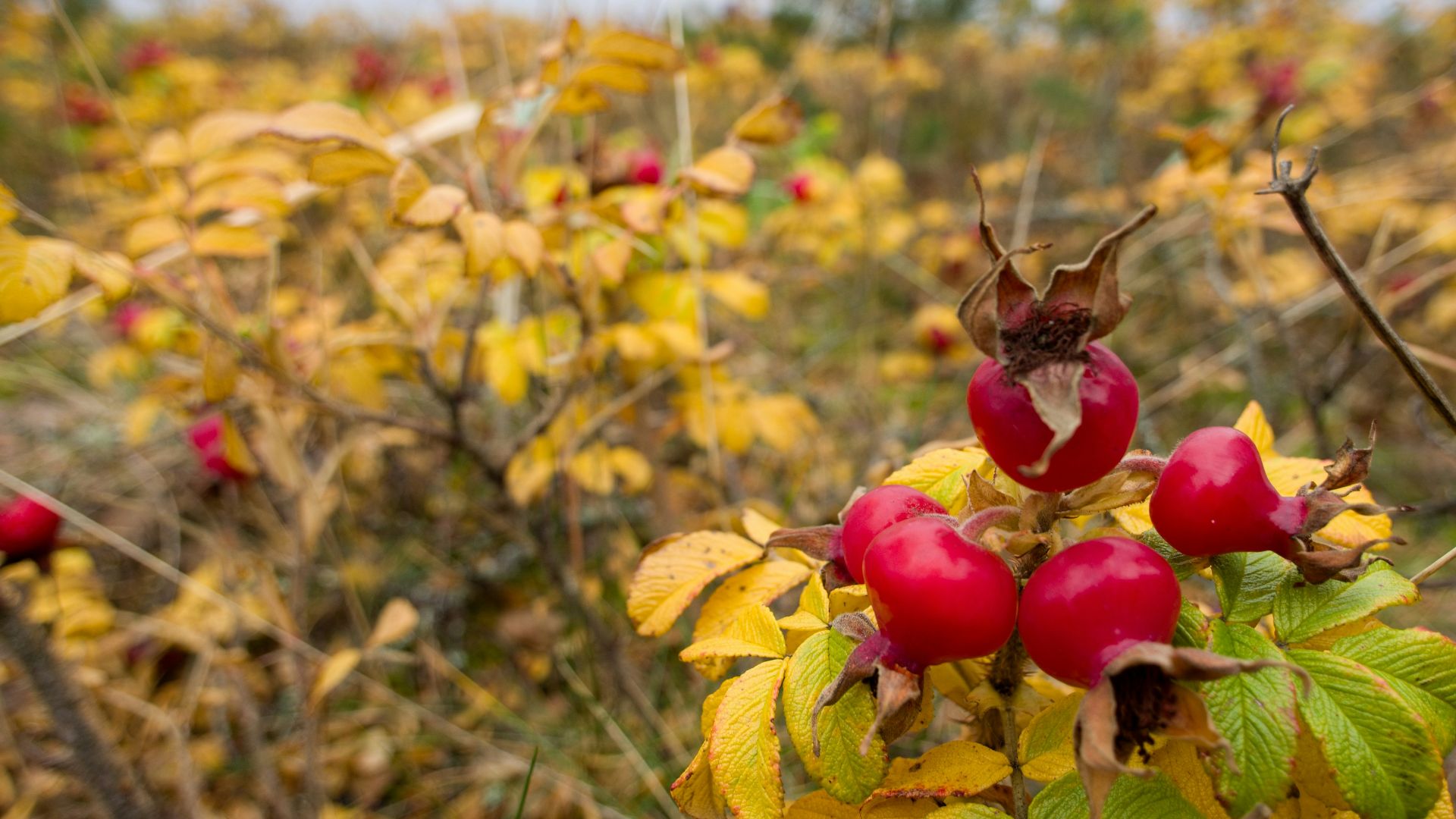 a bunch of fruit that are on a tree