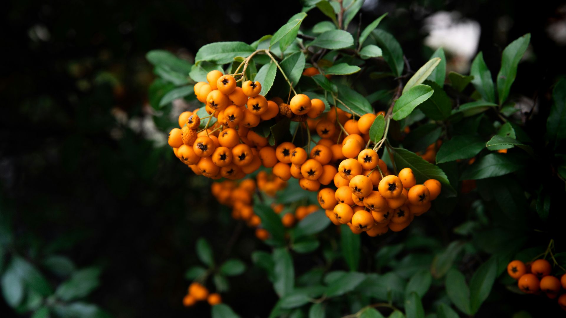 orange fruits with green leaves