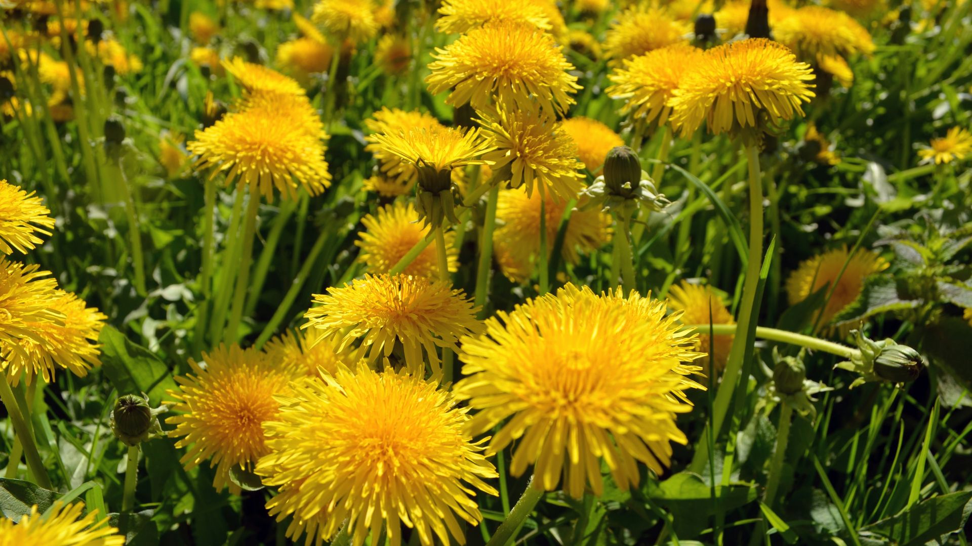 yellow flower with green leaves