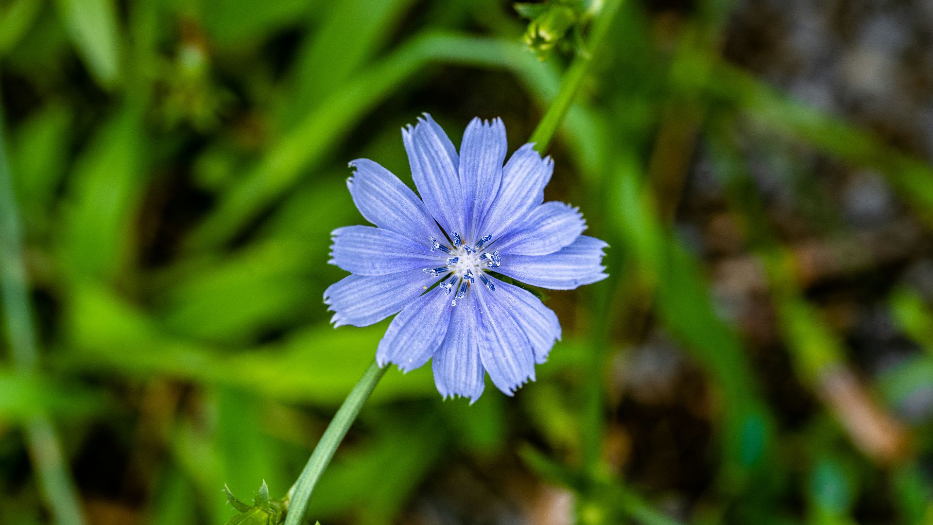 a blue flower on a plant