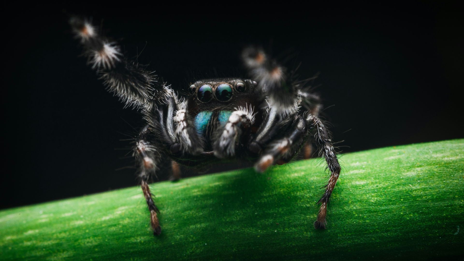 black and white spider on green leaf
