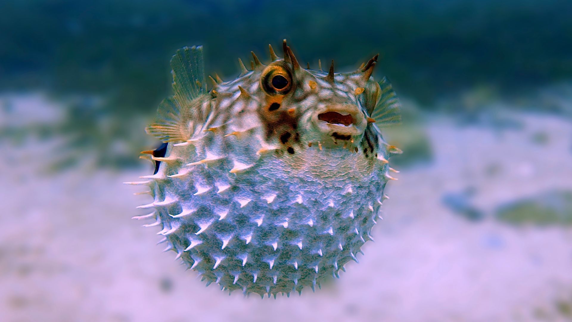 white and brown fish in close up photography