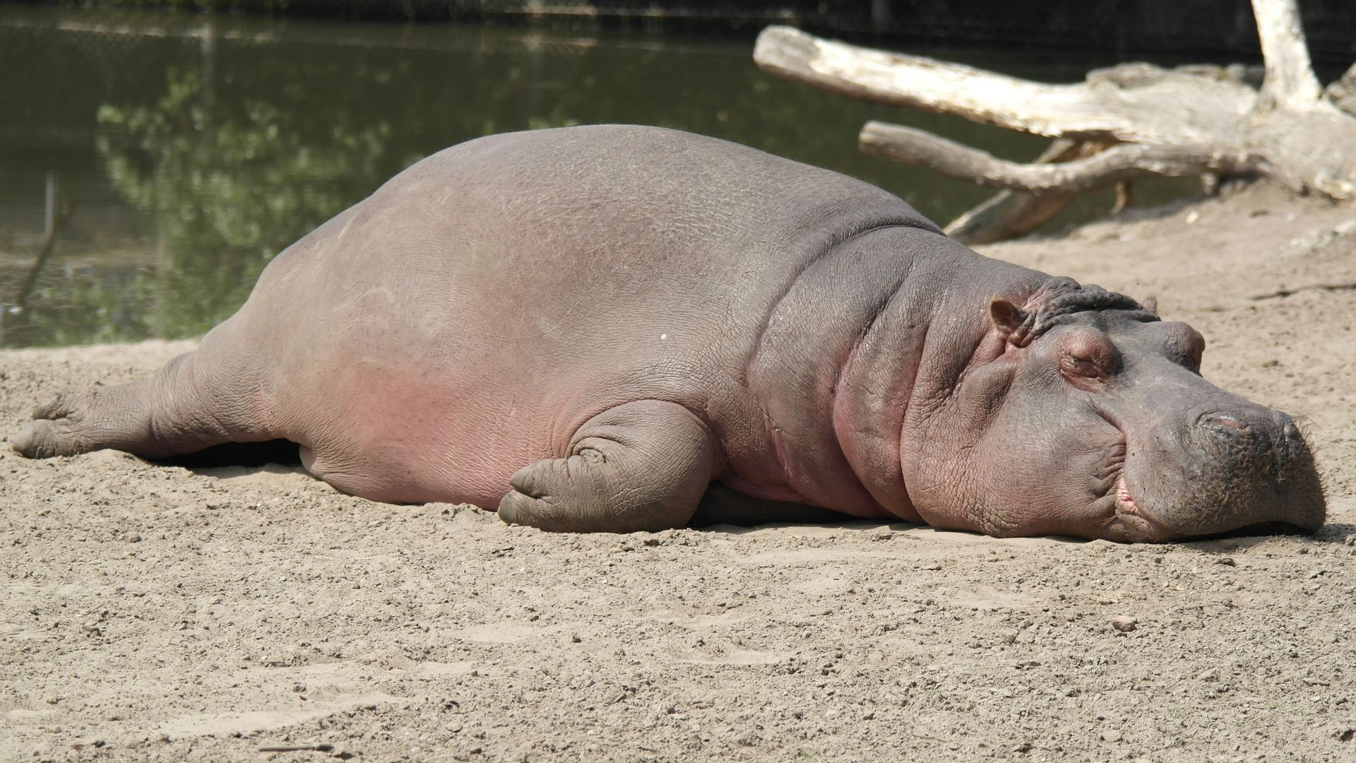 hippopotamus lying on surface near body of water