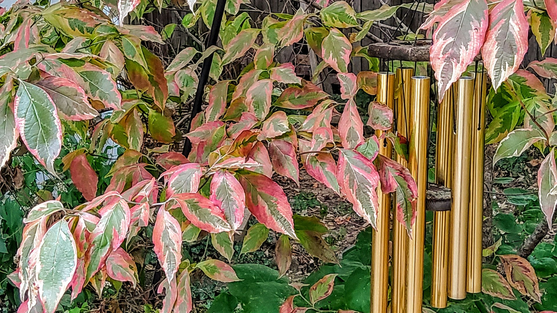 a fence with many colorful leaves