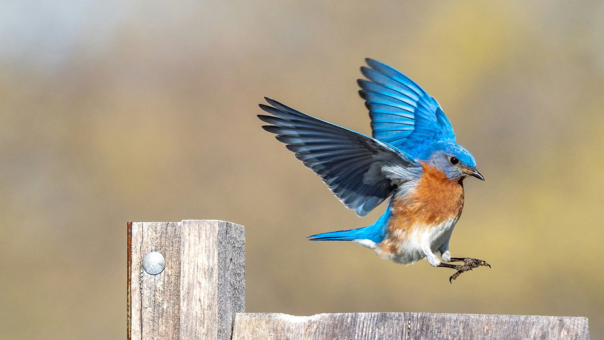 blue and brown bird on gray wooden fence during daytime