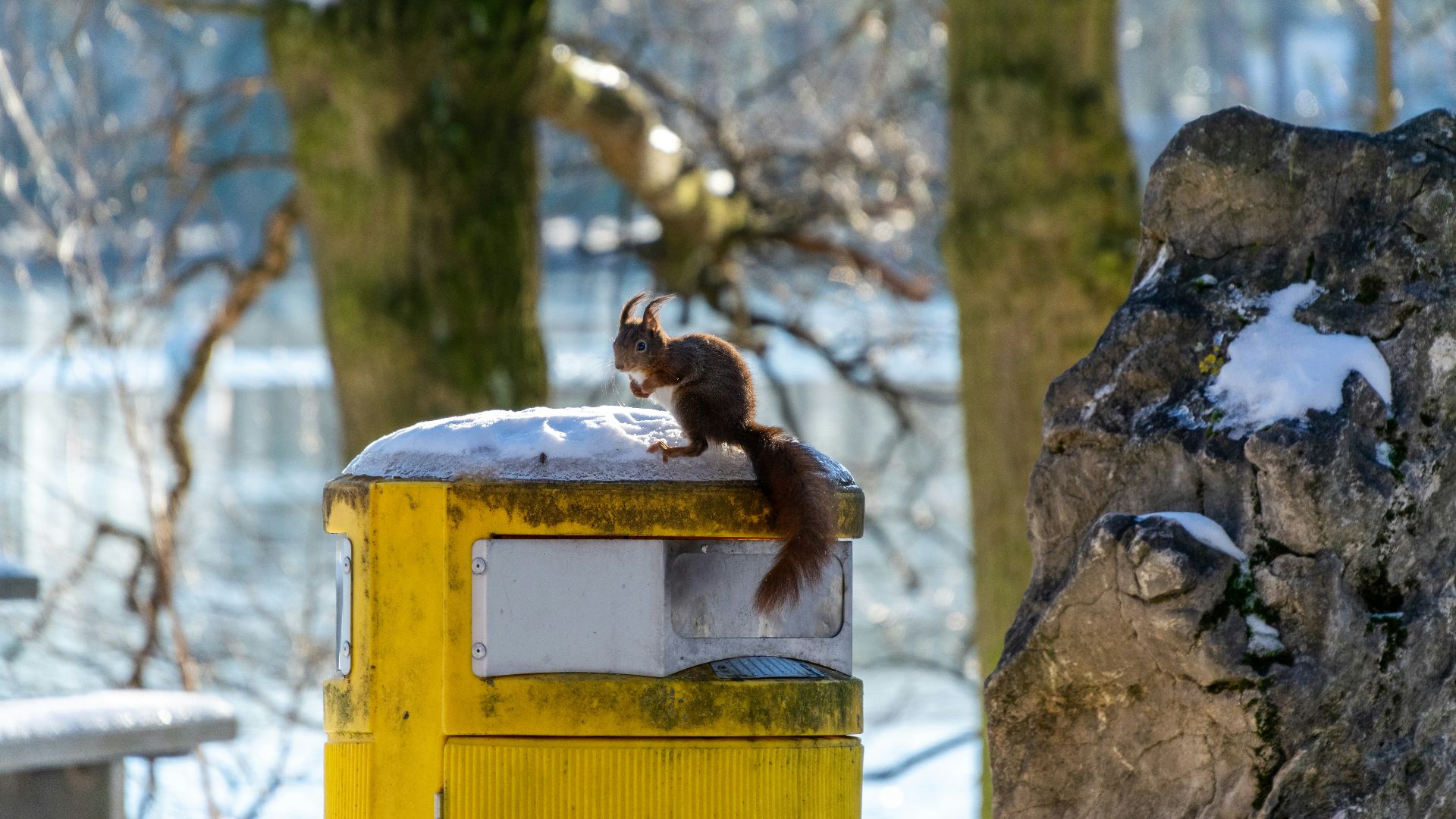 a squirrel sitting on top of a yellow post