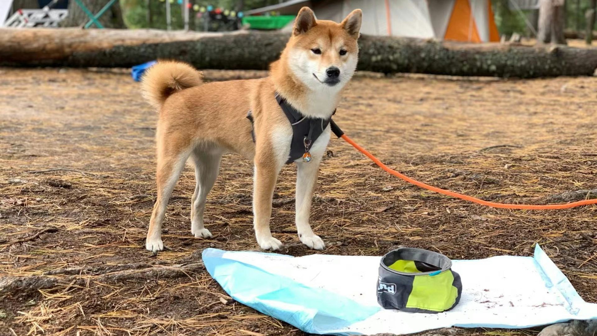 a dog tied to a leash standing next to a surfboard