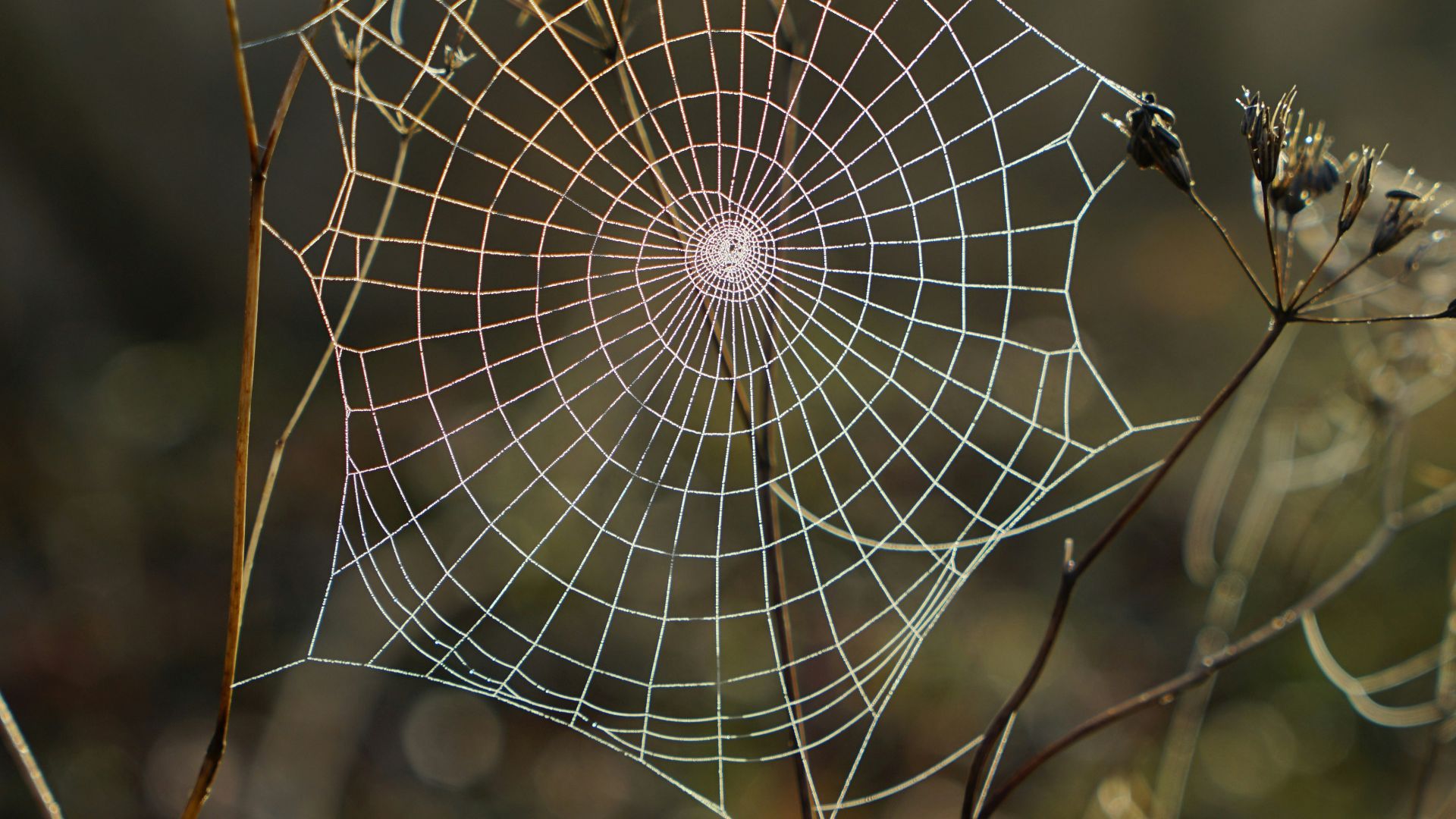 shallow focus photography of spider web