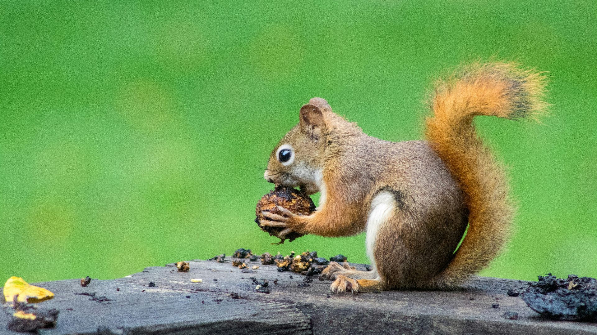 brown squirrel eating nuts