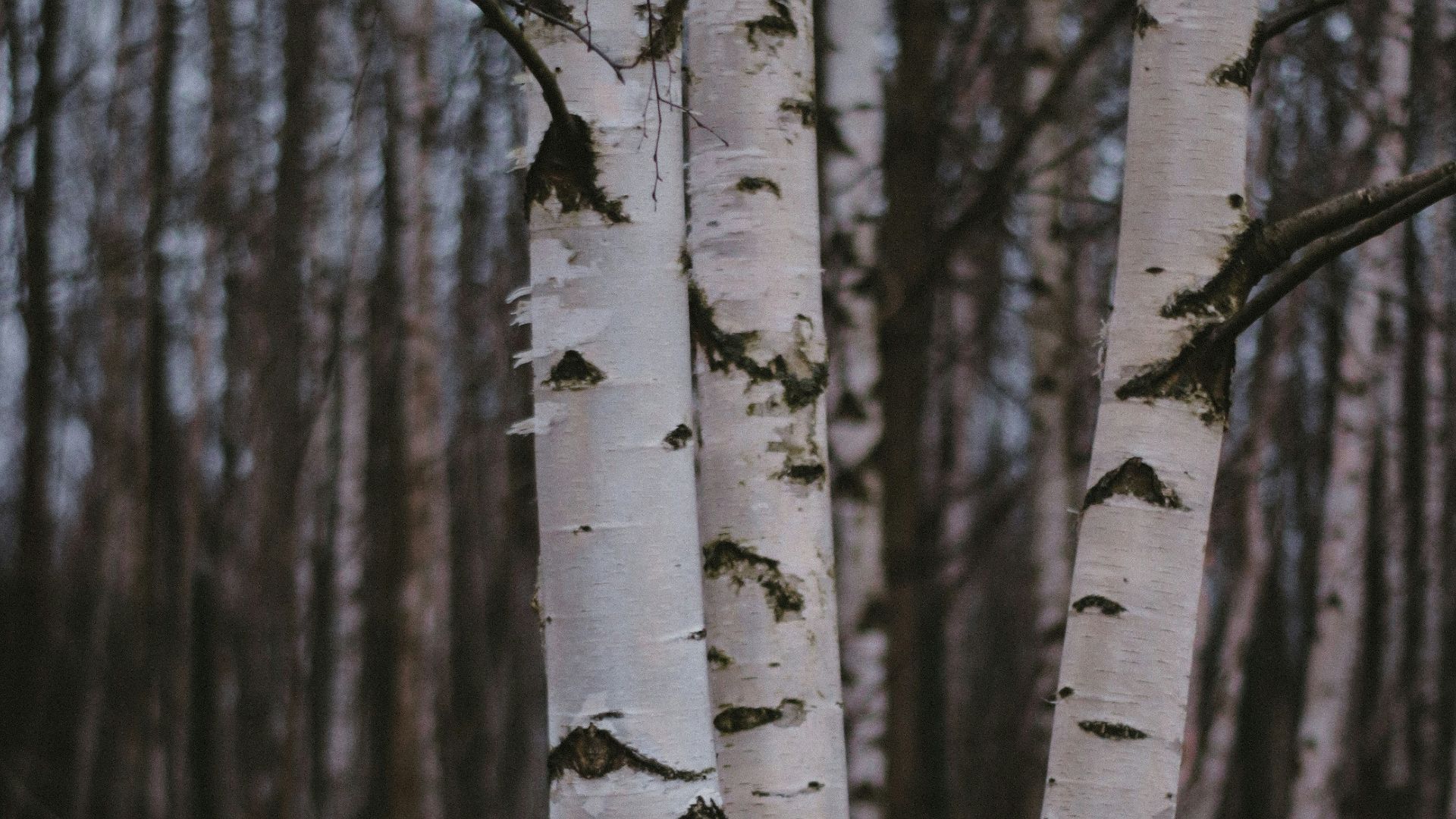 white and black tree trunks