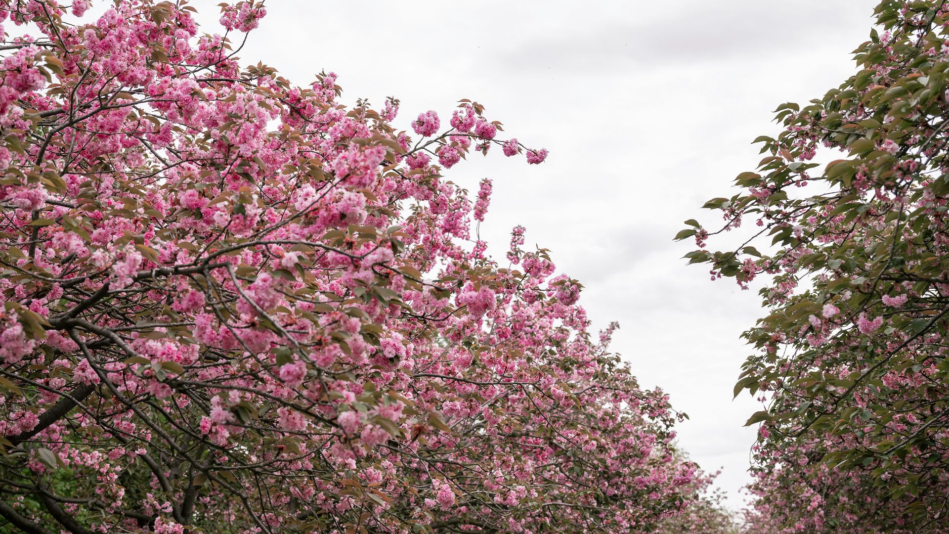 a row of trees with pink flowers on them