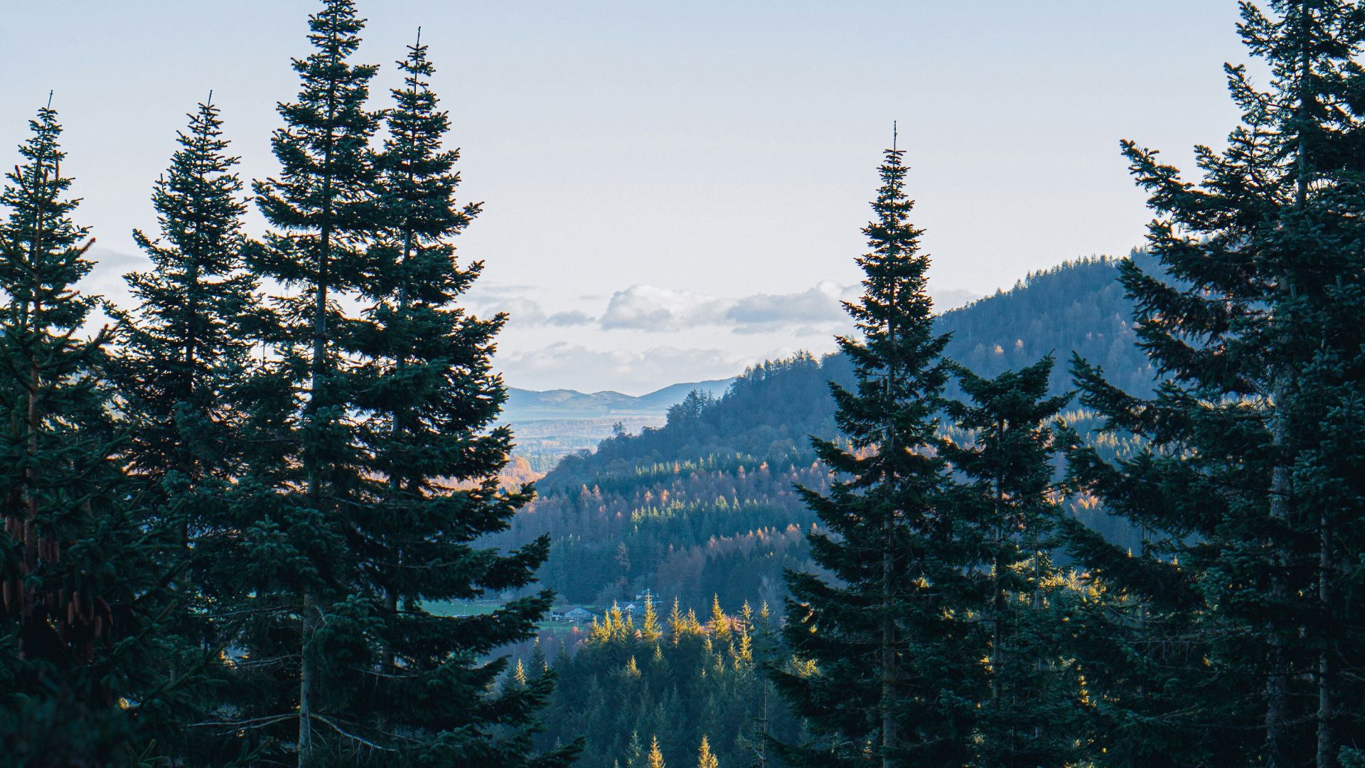 green pine trees under blue sky during daytime