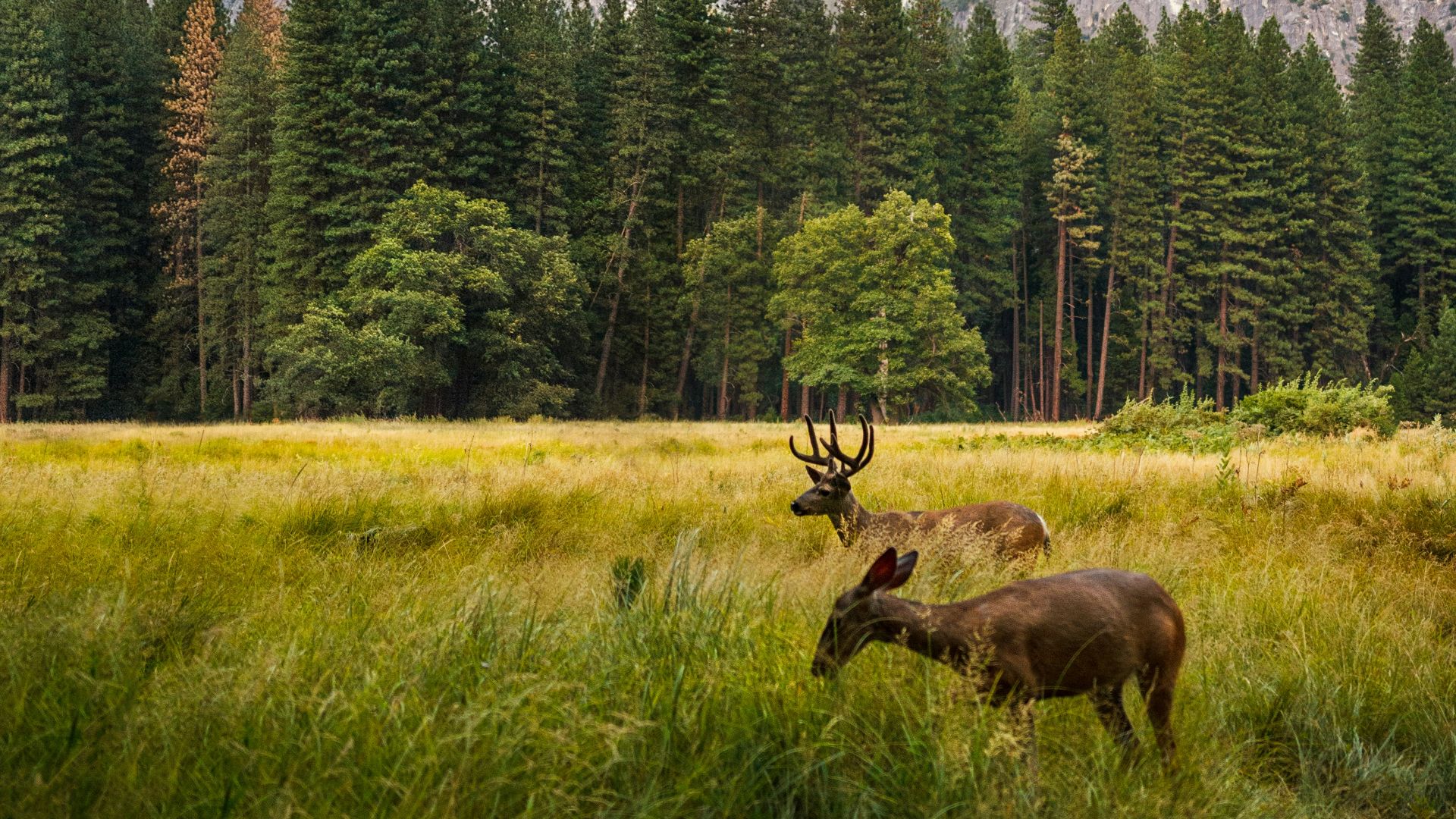 two brown deer beside trees and mountain