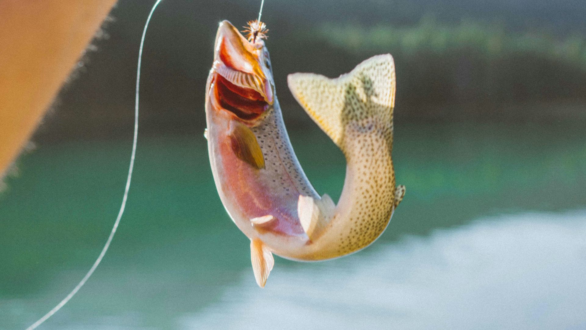 yellow and white fish on water