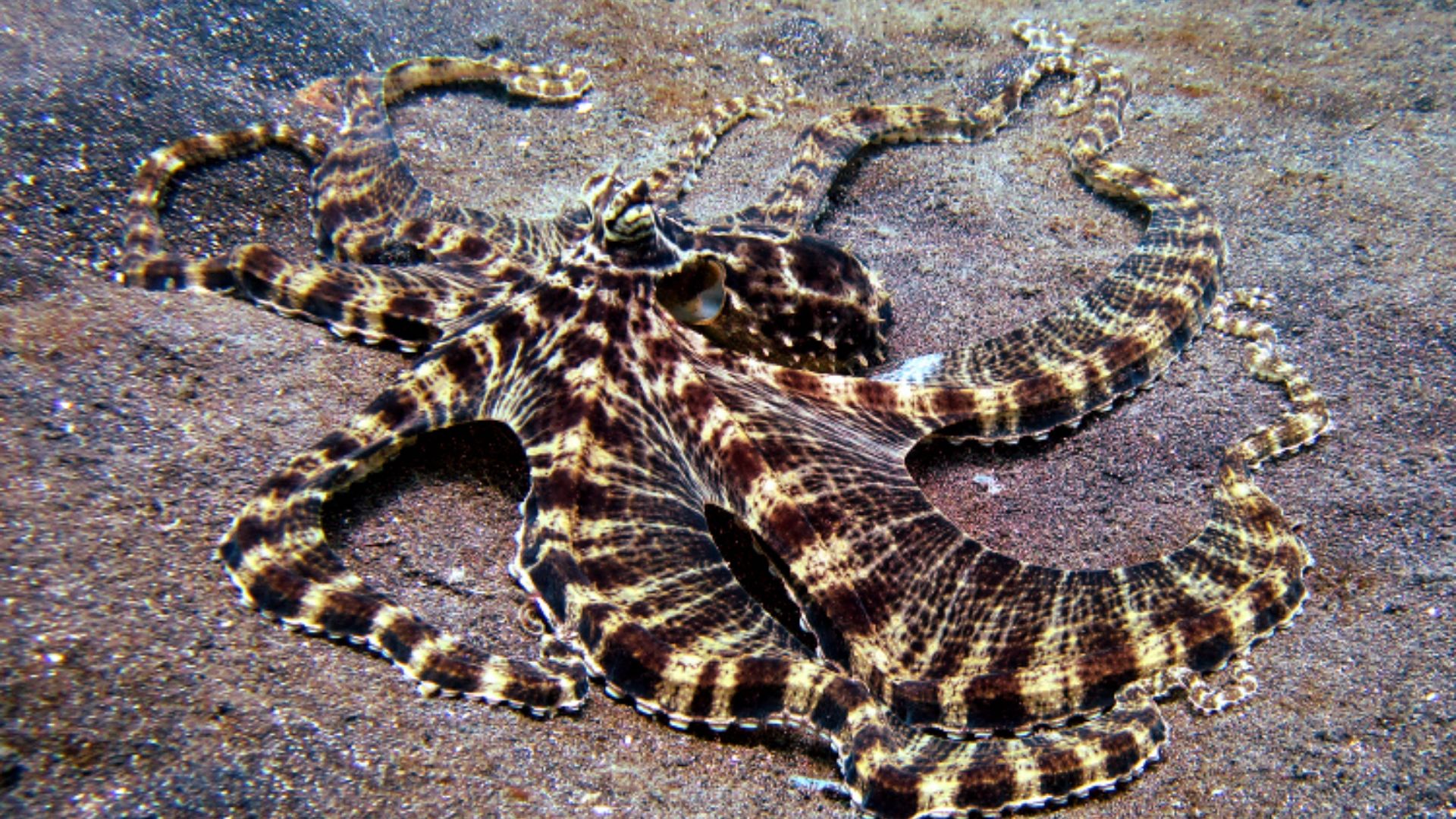File:Mimic Octopus 1.jpg