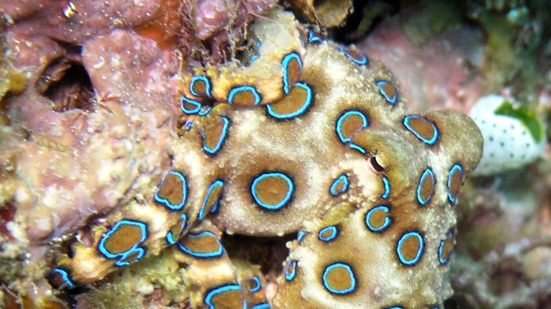 File:Hapalochlaena lunulata2.JPG