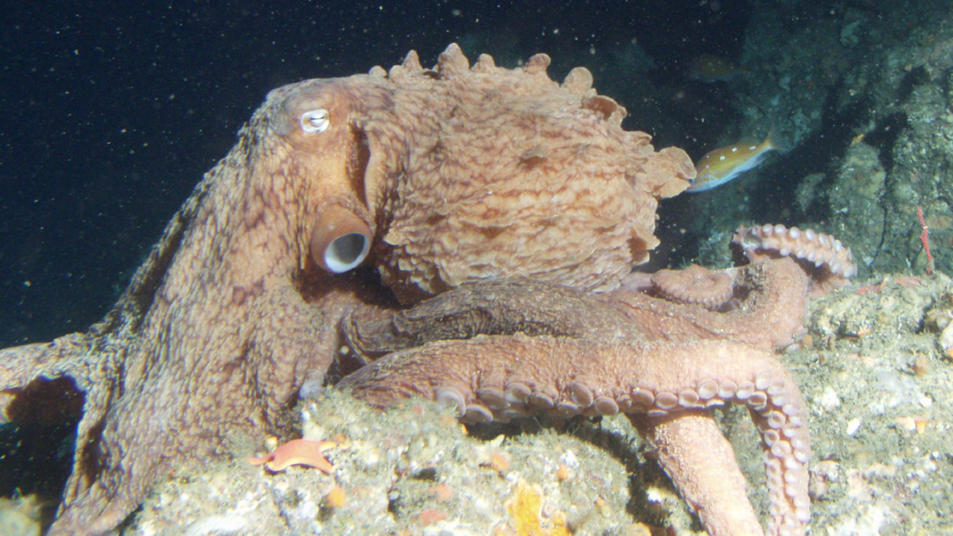 File:Enteroctopus dolfeini.jpg