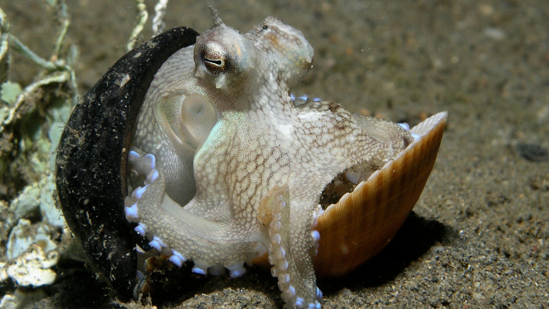 File:Octopus marginatus.jpg
