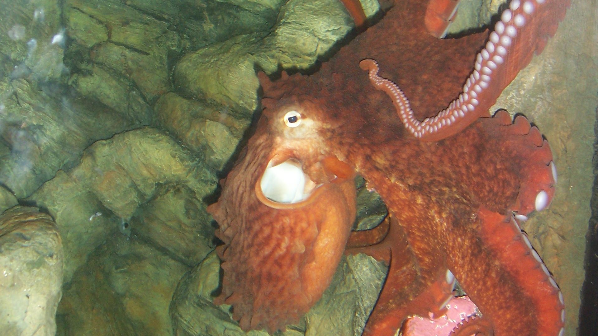 File:Enteroctopus dofleini in aquarium.jpg