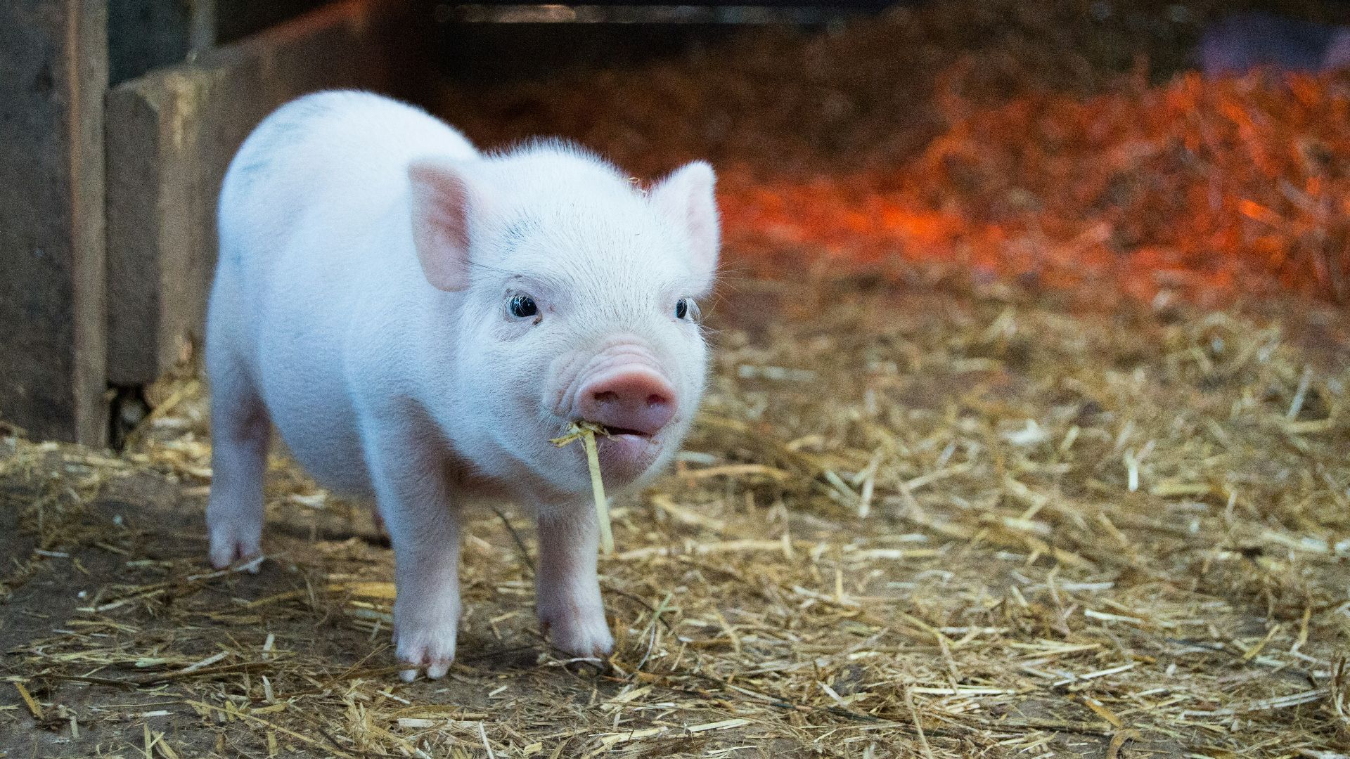 white piglet chewing hay