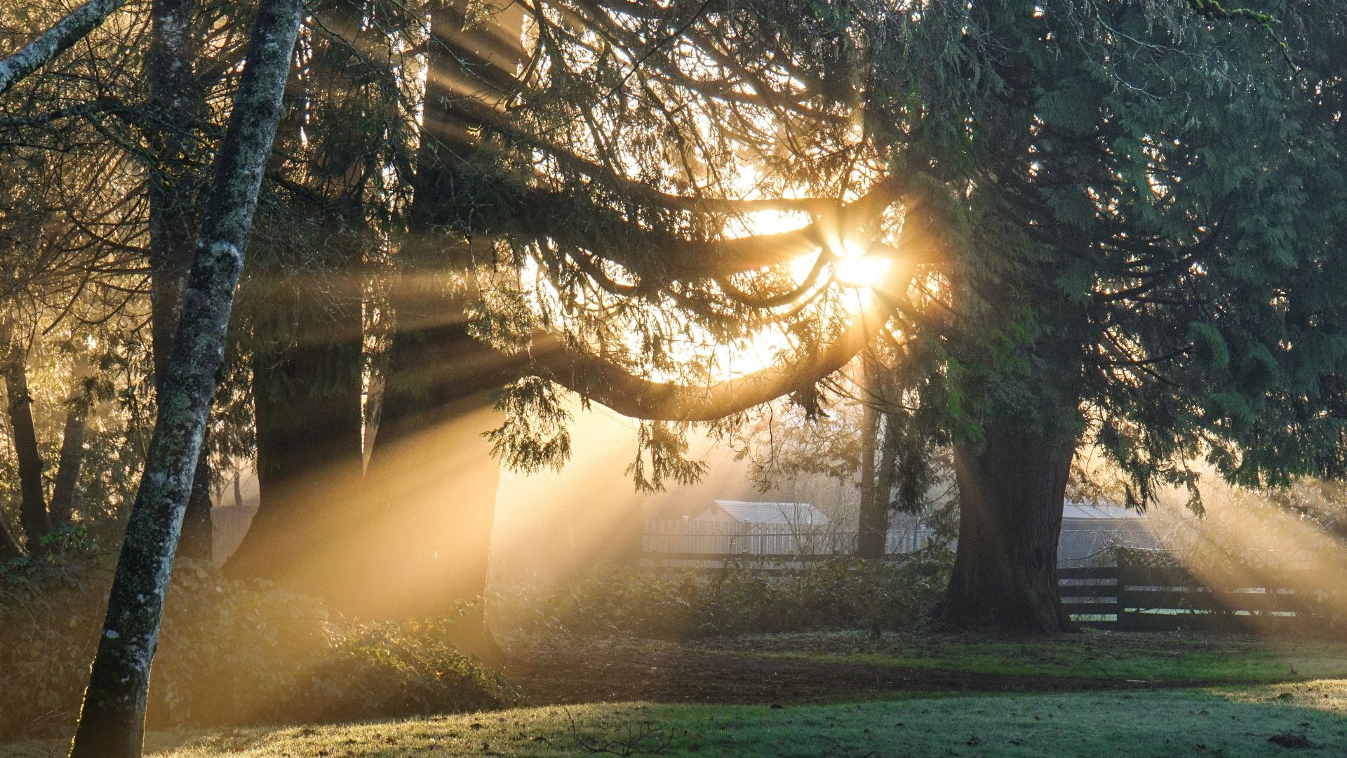 green leaf trees illuminated by sun's rays