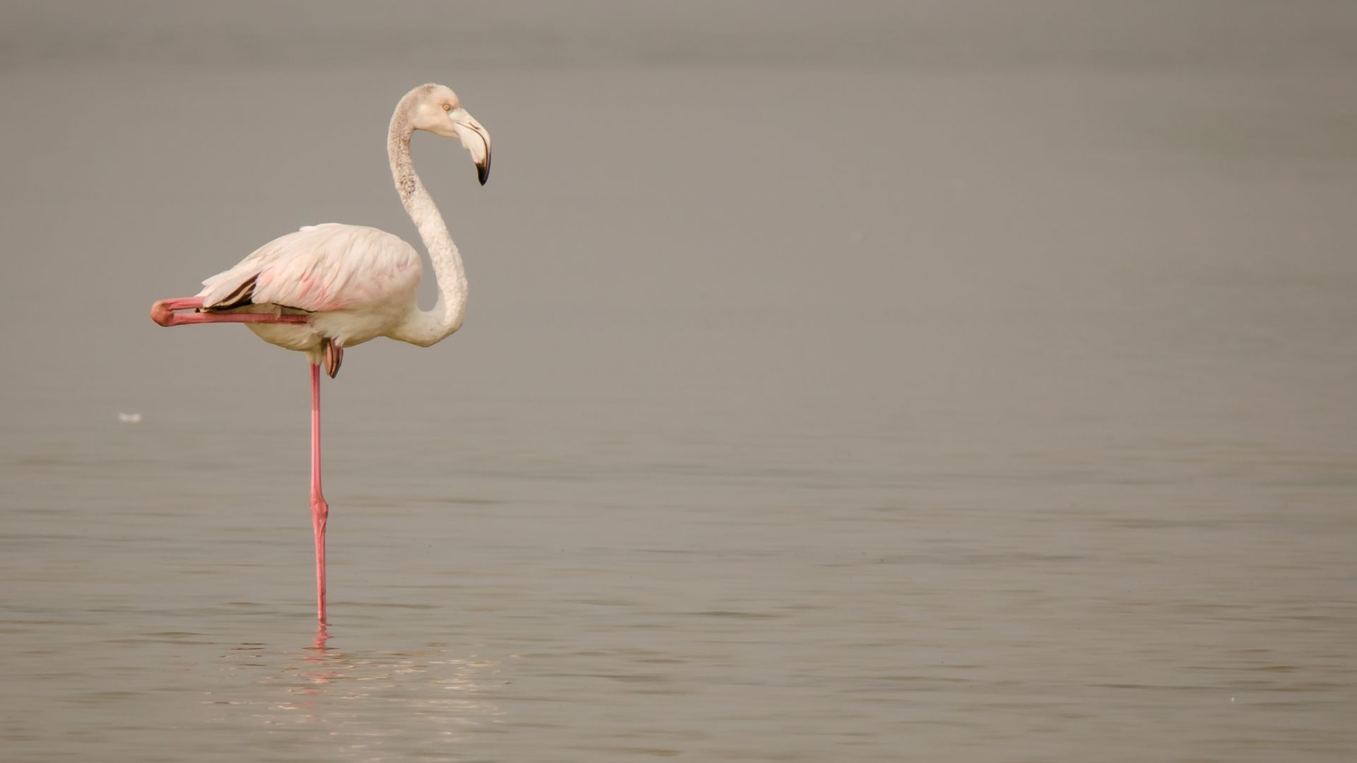File:A greater Flamingo one leg stand.jpg