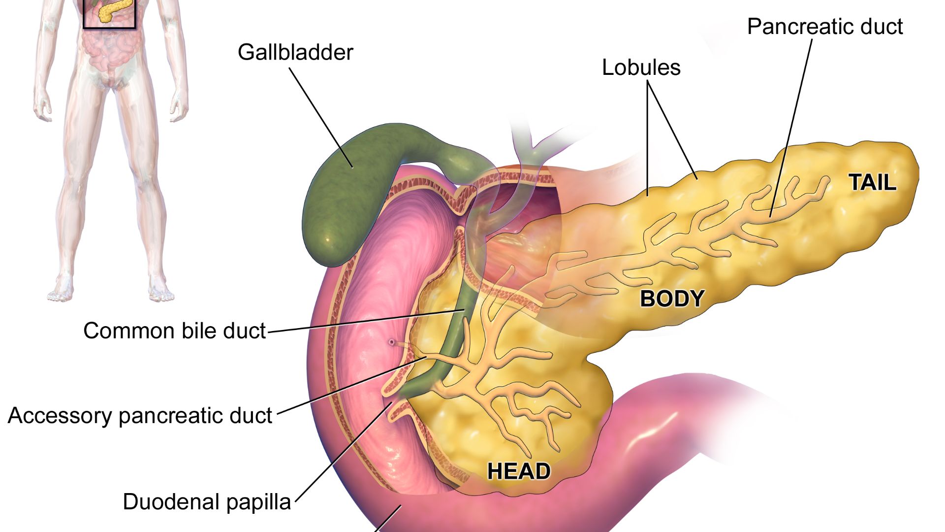 File:Blausen 0699 PancreasAnatomy2.png