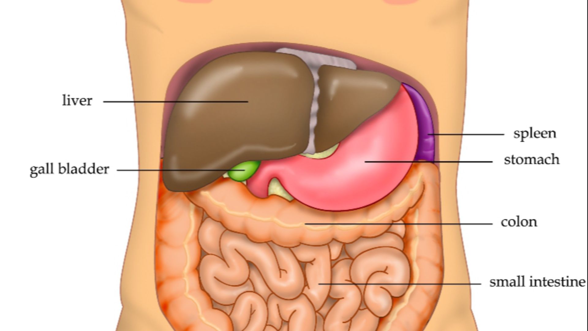 File:Anatomy Abdomen Tiesworks.jpg