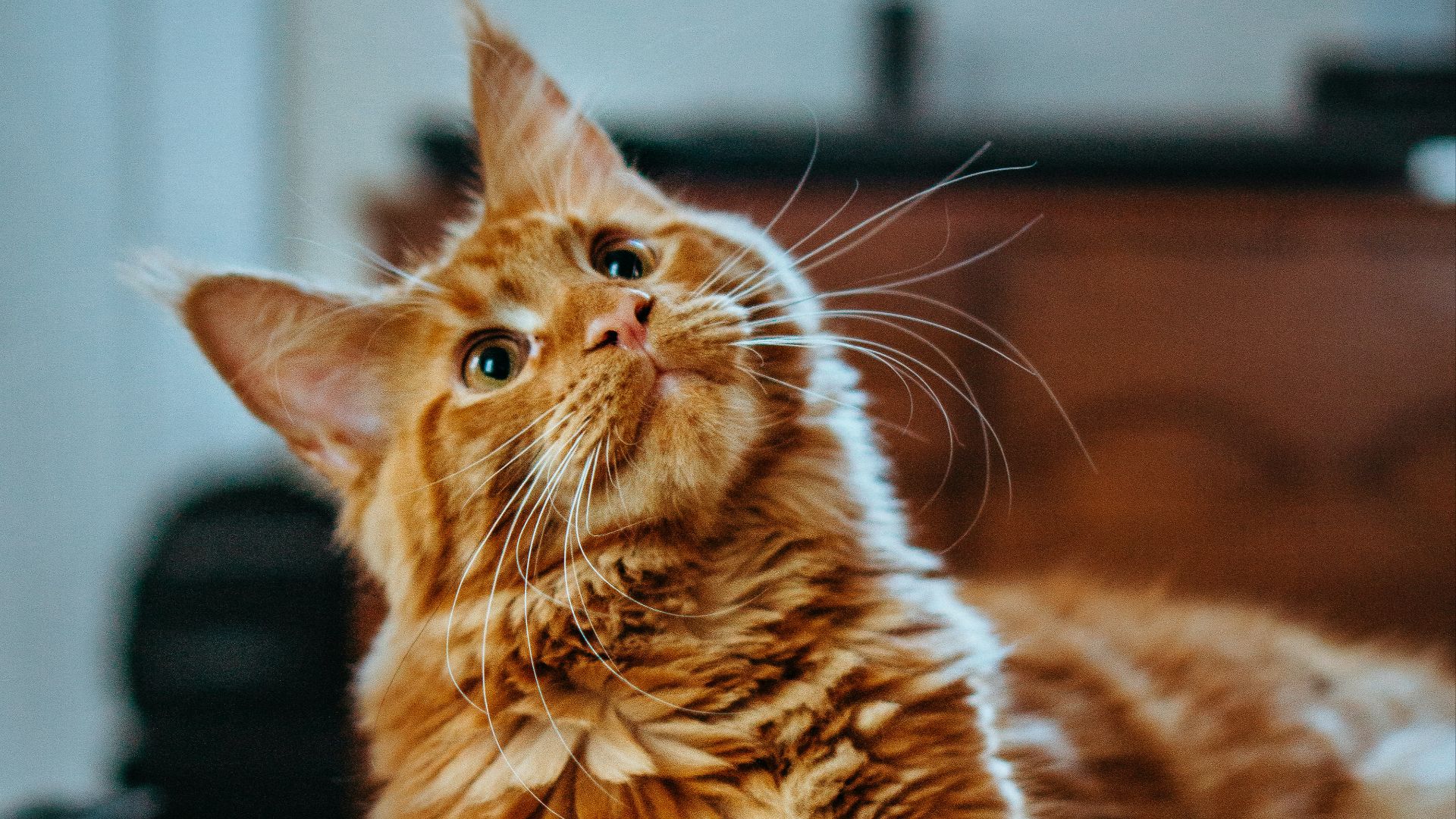 selective focus photography of orange and white cat on brown table