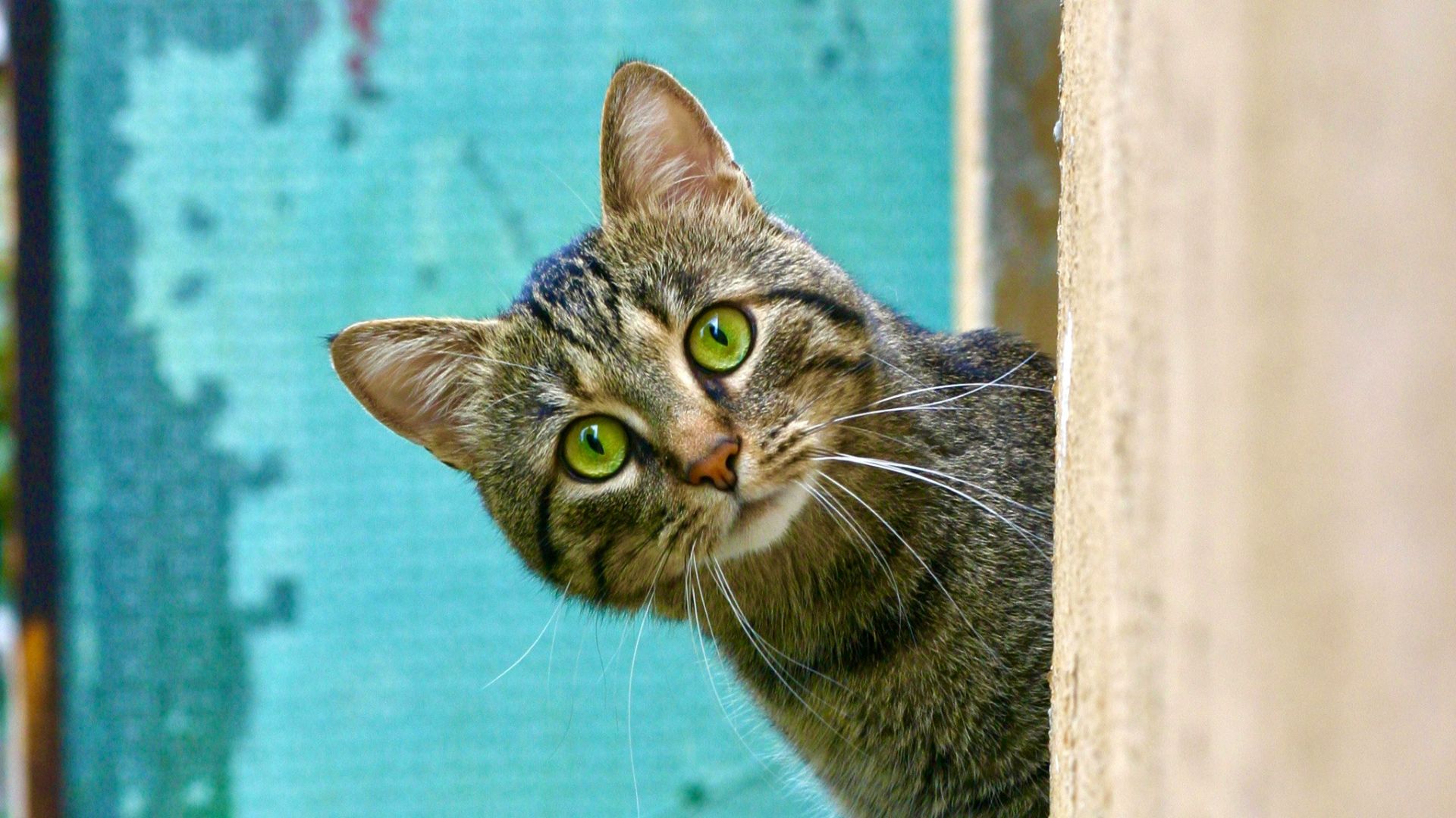 brown tabby cat on white wooden window