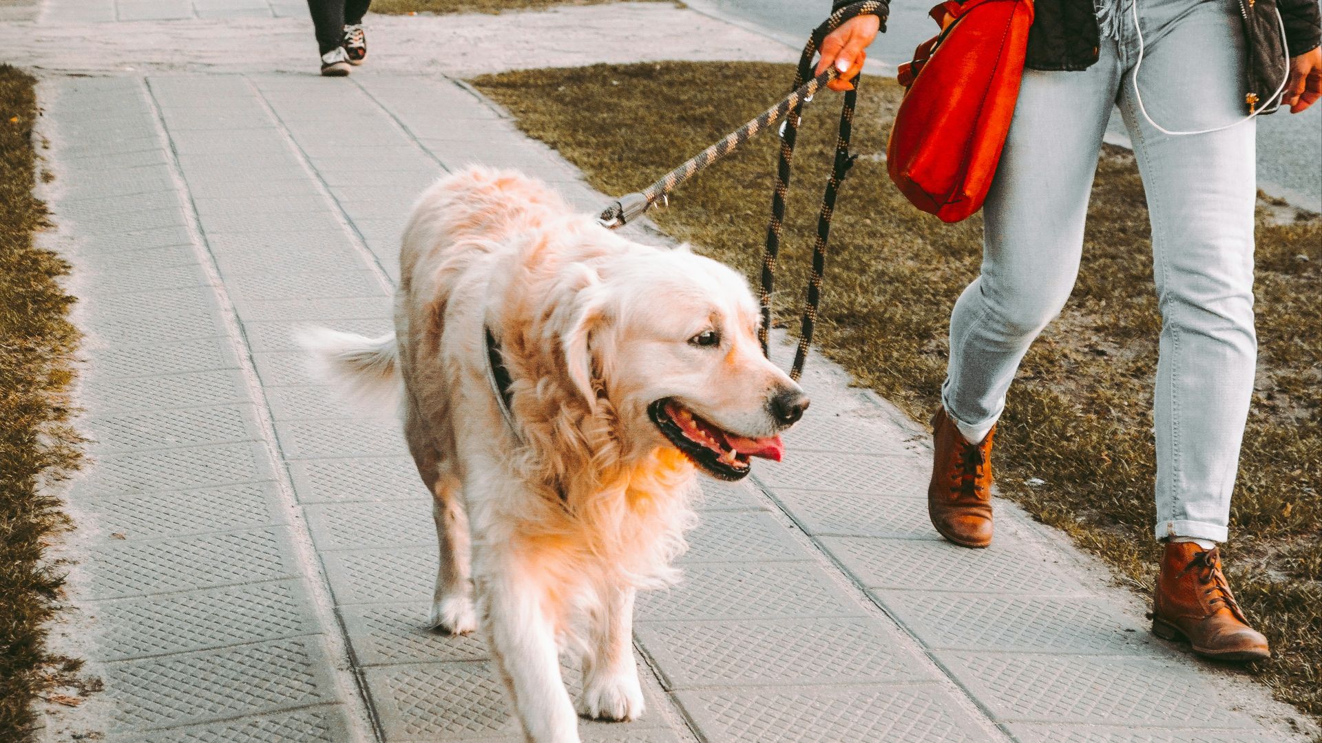 person walking beside Golden retriever on the street