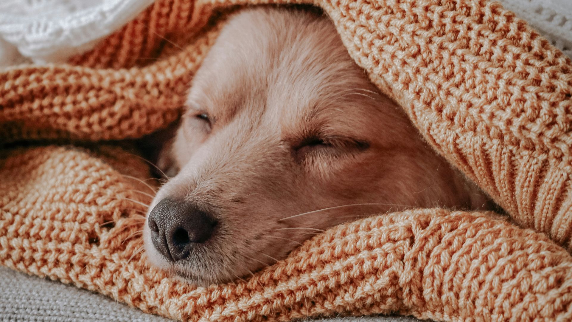 brown short coated dog covered with orange and white blanket