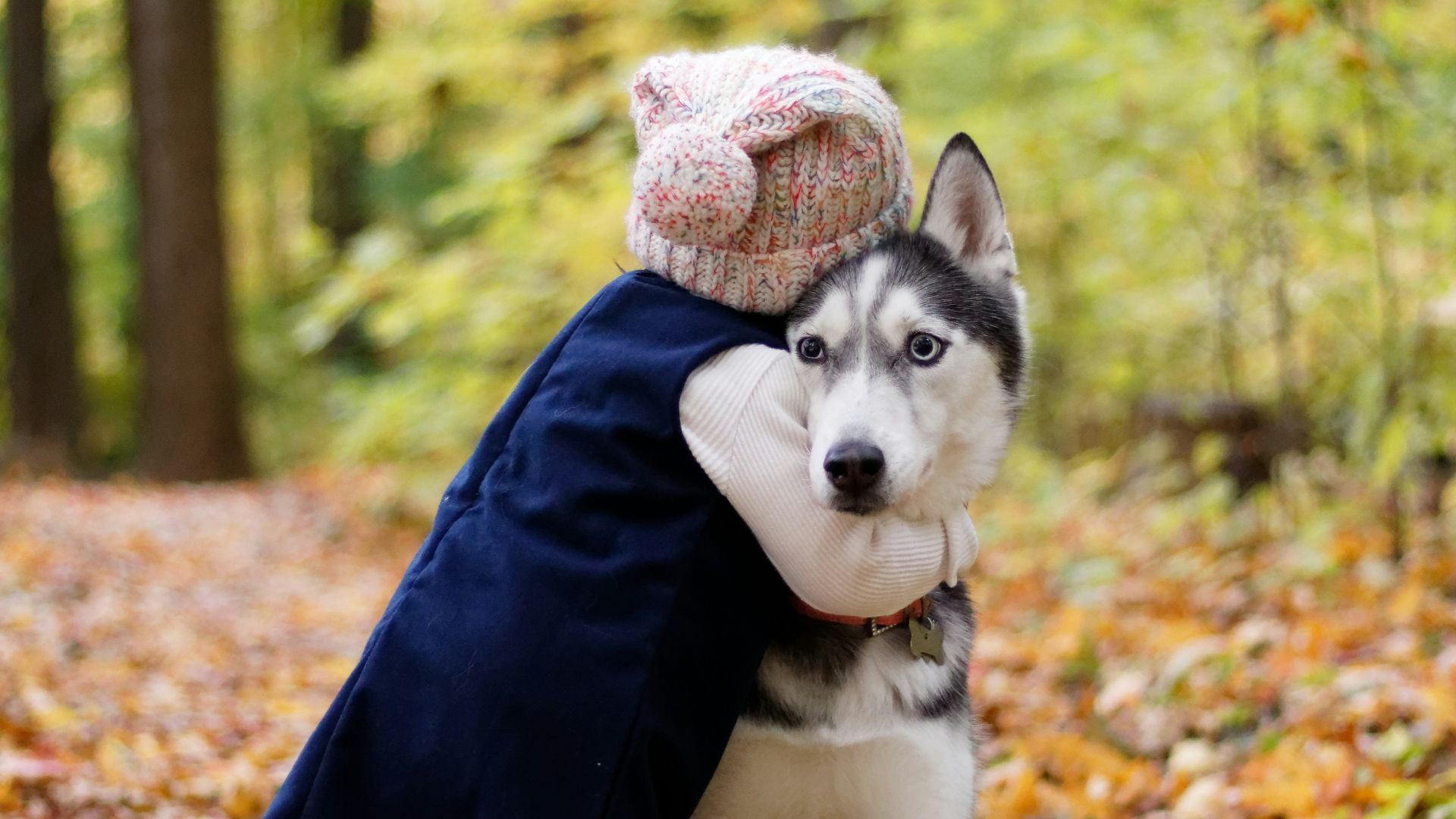 toddler hugging siberian husky