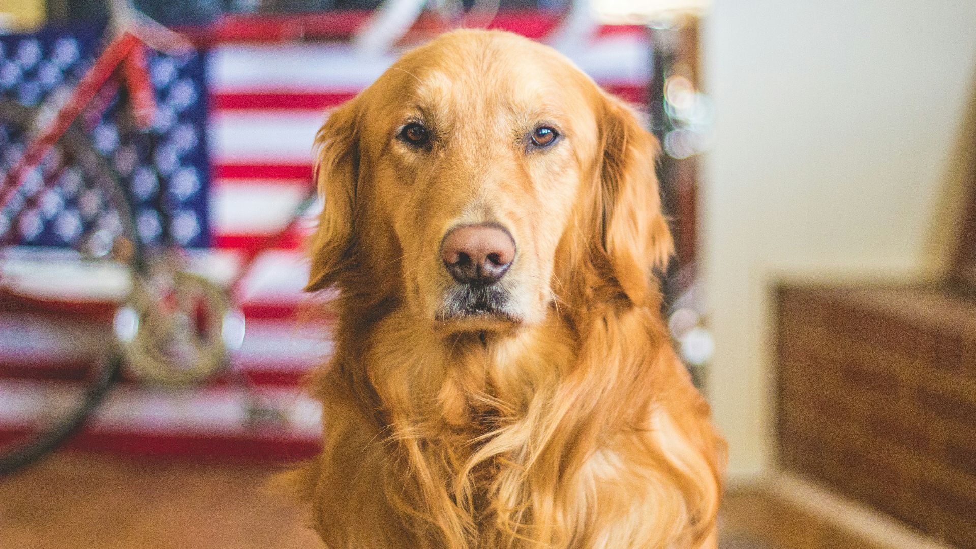 selective focus photography of golden Labrador retriever